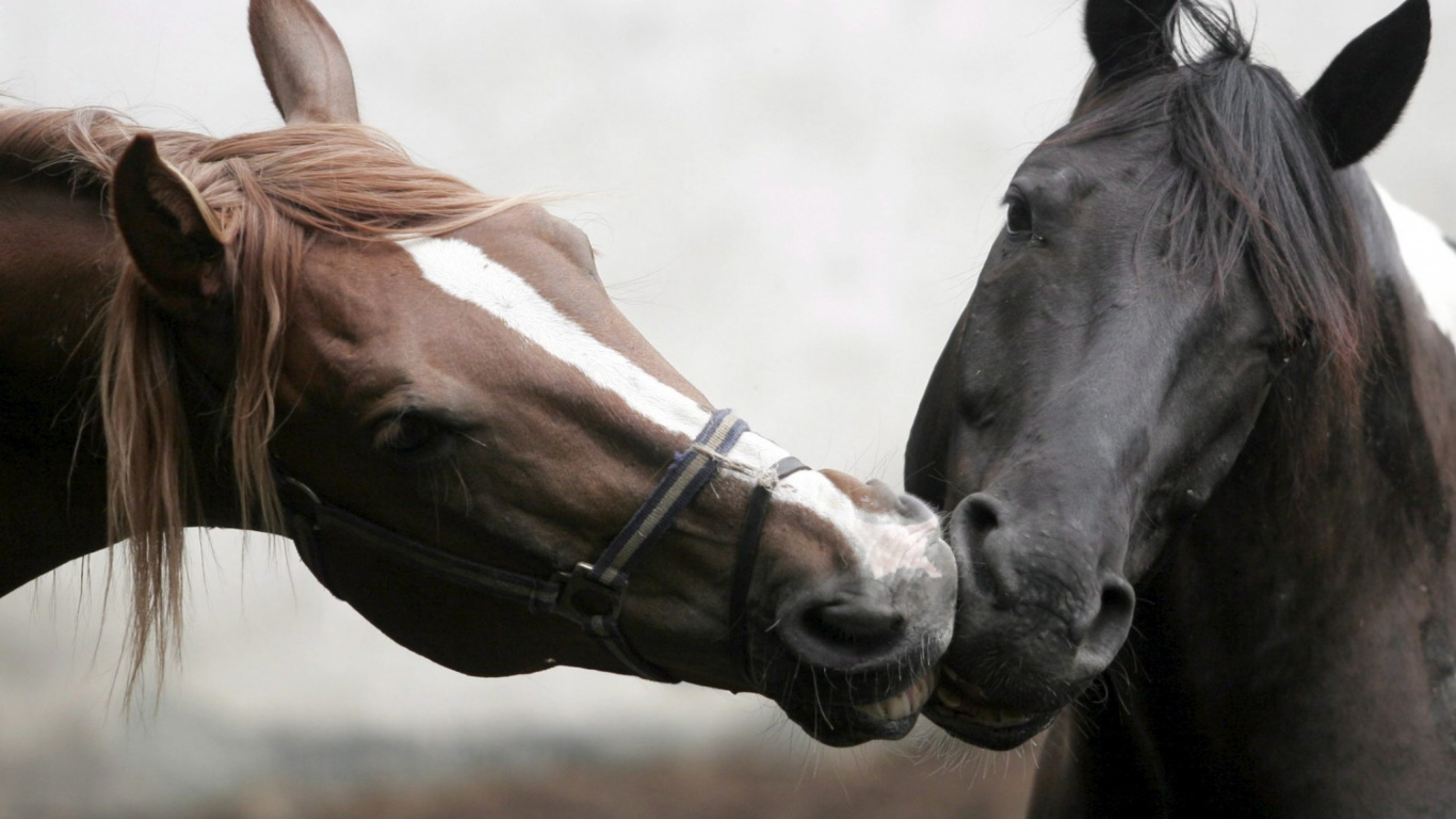 Обои грива, жеребец, кобыла, Мустанг лошадь, лошади в разрешении 1366x768