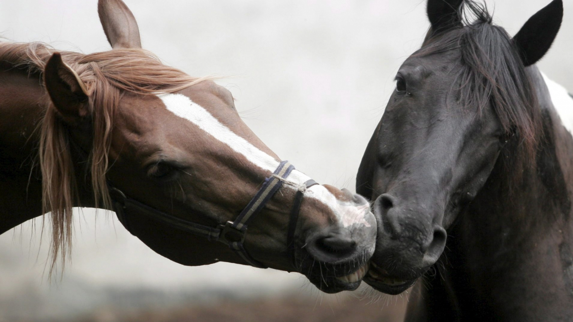 Обои грива, жеребец, кобыла, Мустанг лошадь, лошади в разрешении 1920x1080