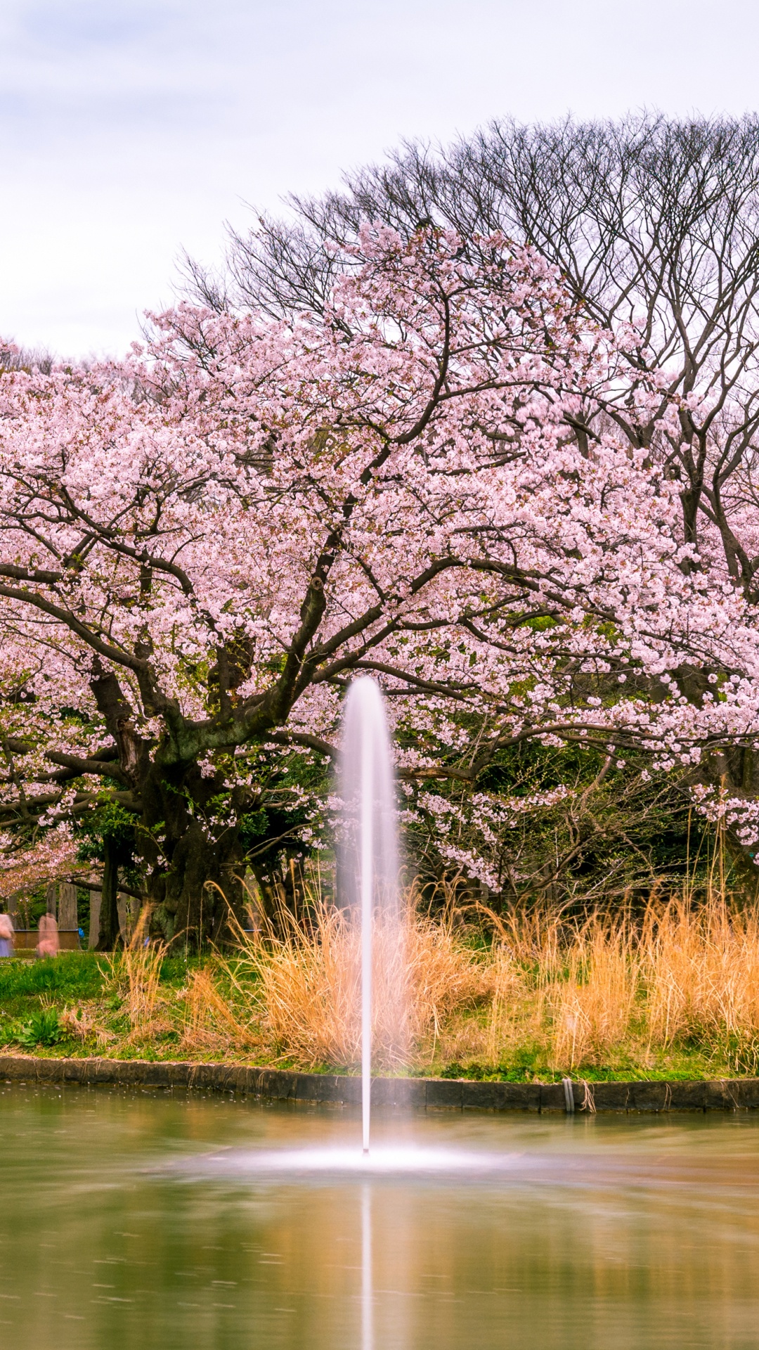 Обои Йойоги, цветение вишни, парк, цветок, дерево в разрешении 1080x1920