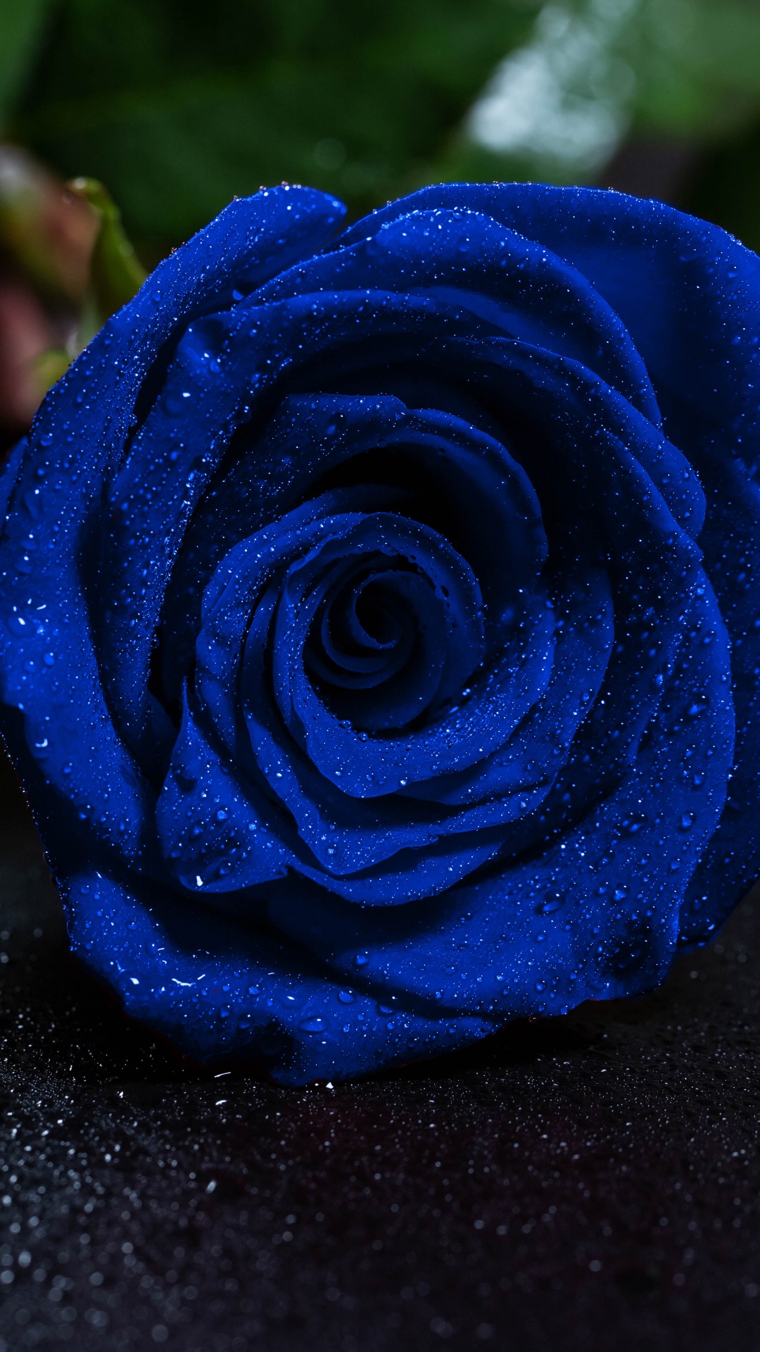 Обои Роза, синяя роза, цветок, синий, цветковое растение в разрешении 1080x1920