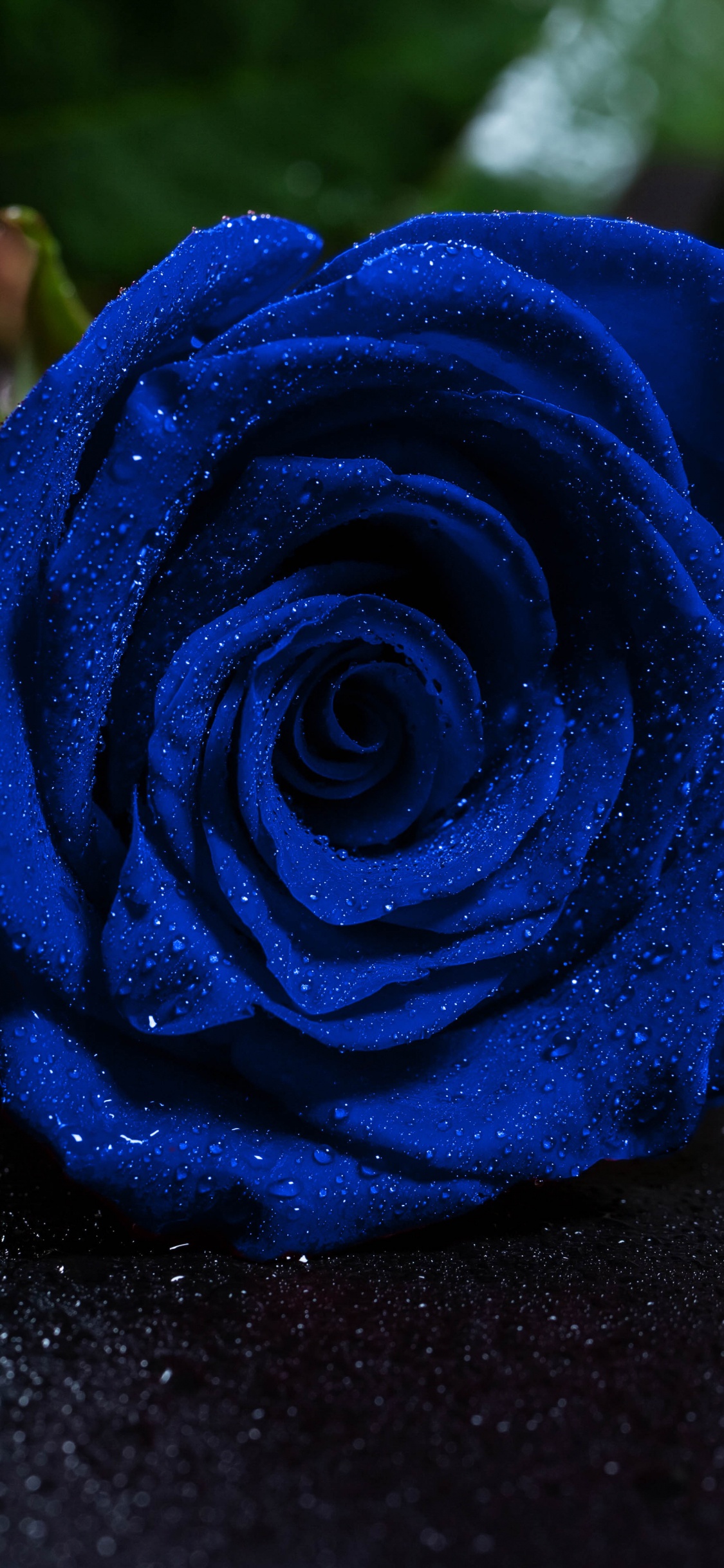 Обои Роза, синяя роза, цветок, синий, цветковое растение в разрешении 1125x2436