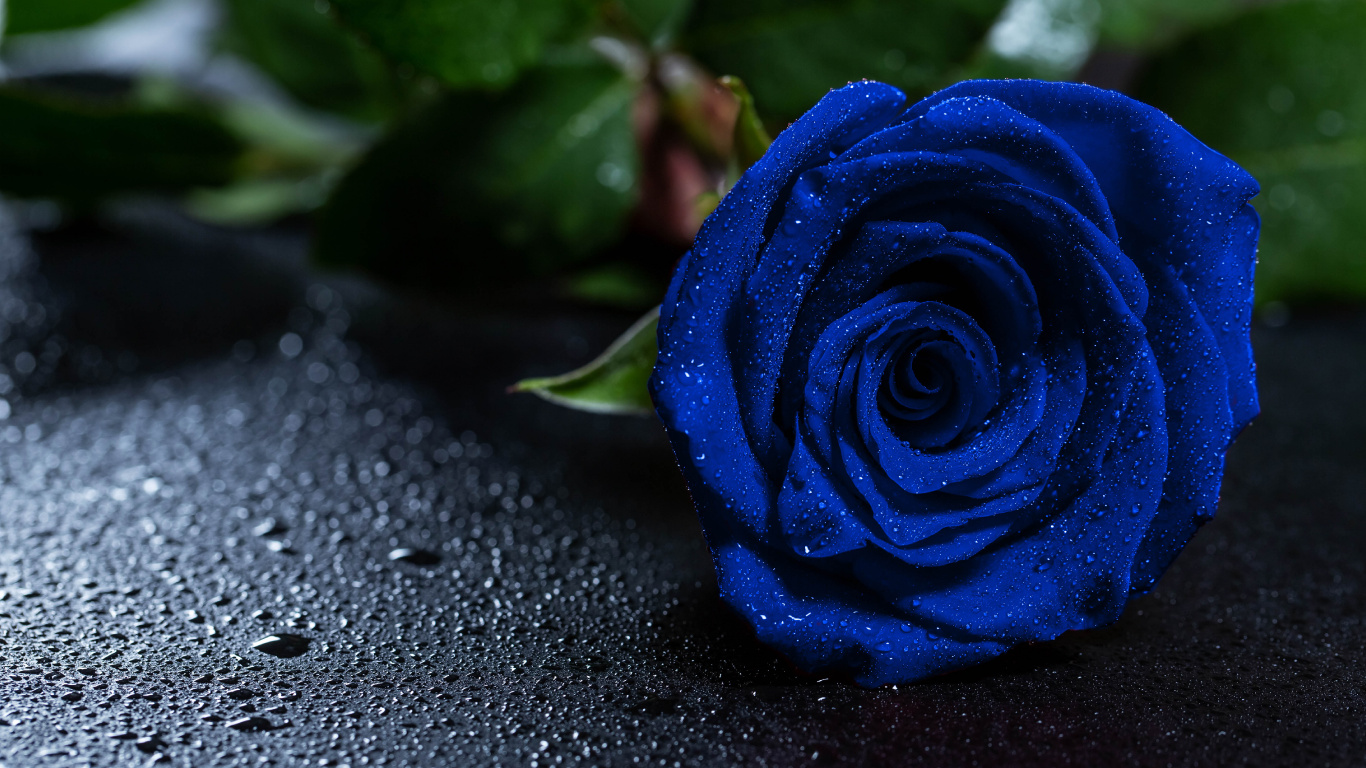 Обои Роза, синяя роза, цветок, синий, цветковое растение в разрешении 1366x768
