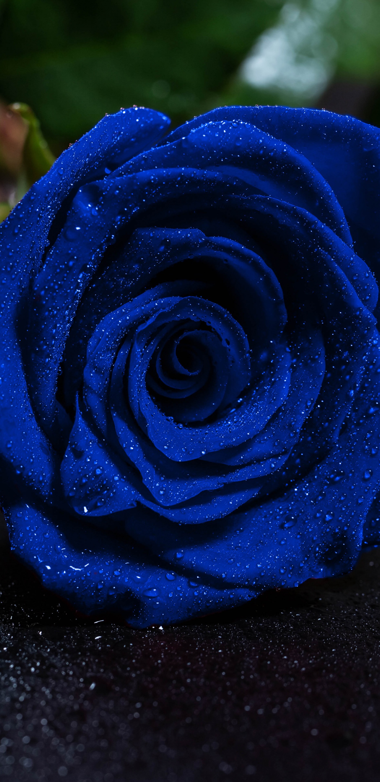 Обои Роза, синяя роза, цветок, синий, цветковое растение в разрешении 1440x2960