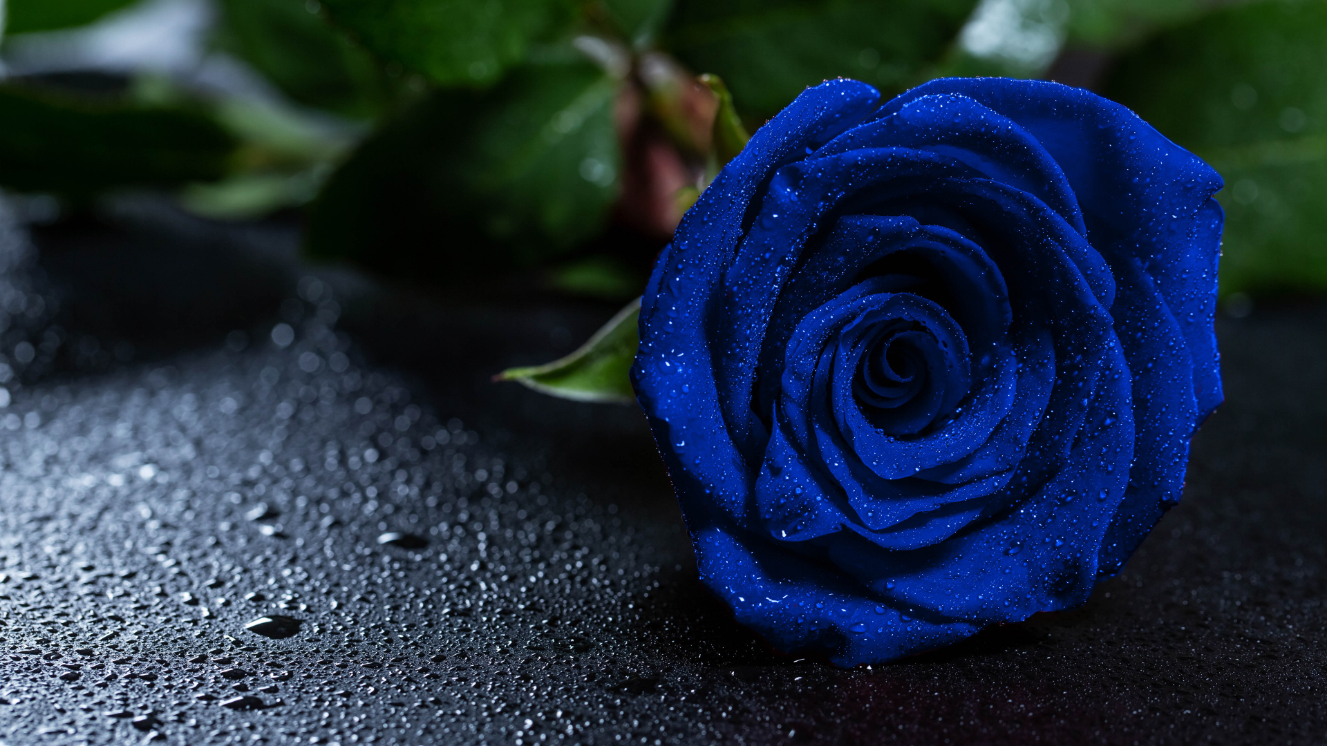 Обои Роза, синяя роза, цветок, синий, цветковое растение в разрешении 1920x1080