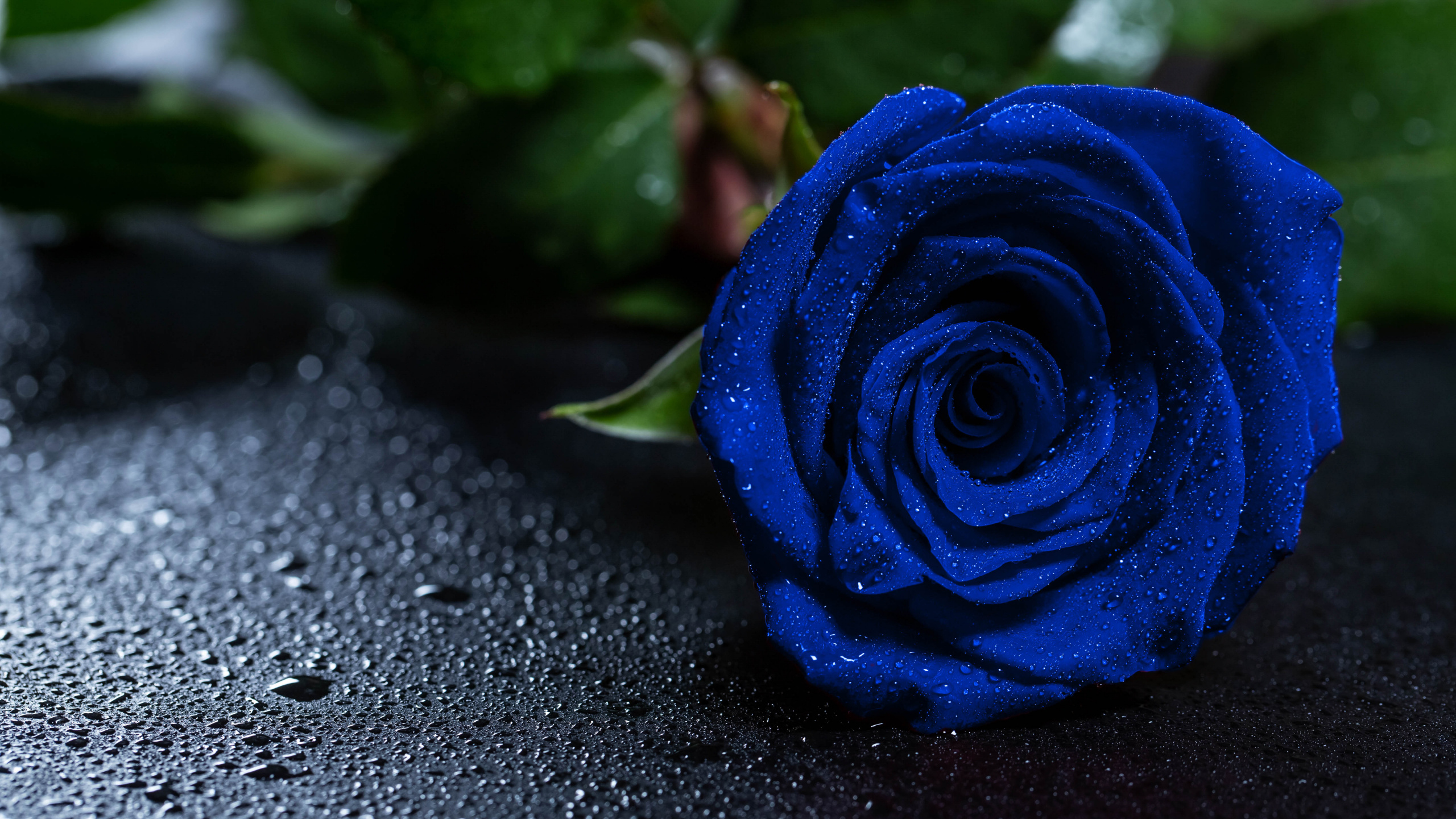 Обои Роза, синяя роза, цветок, синий, цветковое растение в разрешении 2560x1440