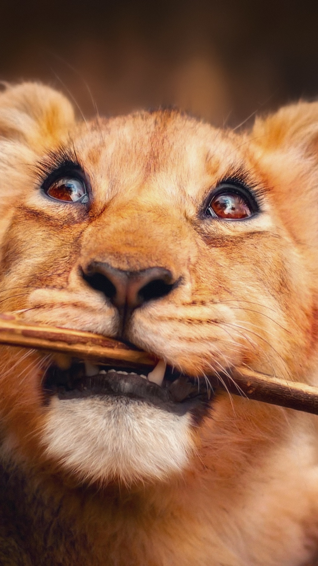 Обои Лев, большая кошка, живая природа, кошачьих, бакенбарды в разрешении 1080x1920