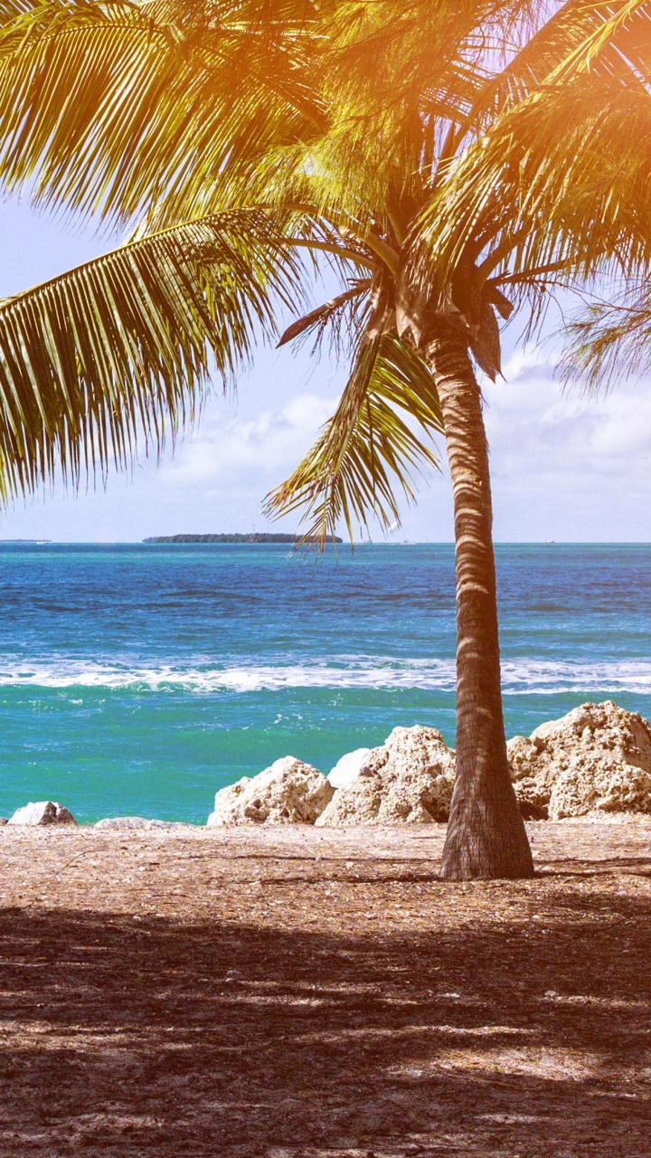 Обои пляж, отпуск, море, водоем, дерево в разрешении 720x1280