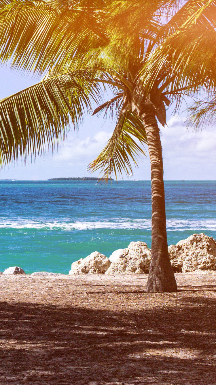 Обои пляж, отпуск, море, водоем, дерево в разрешении 750x1334