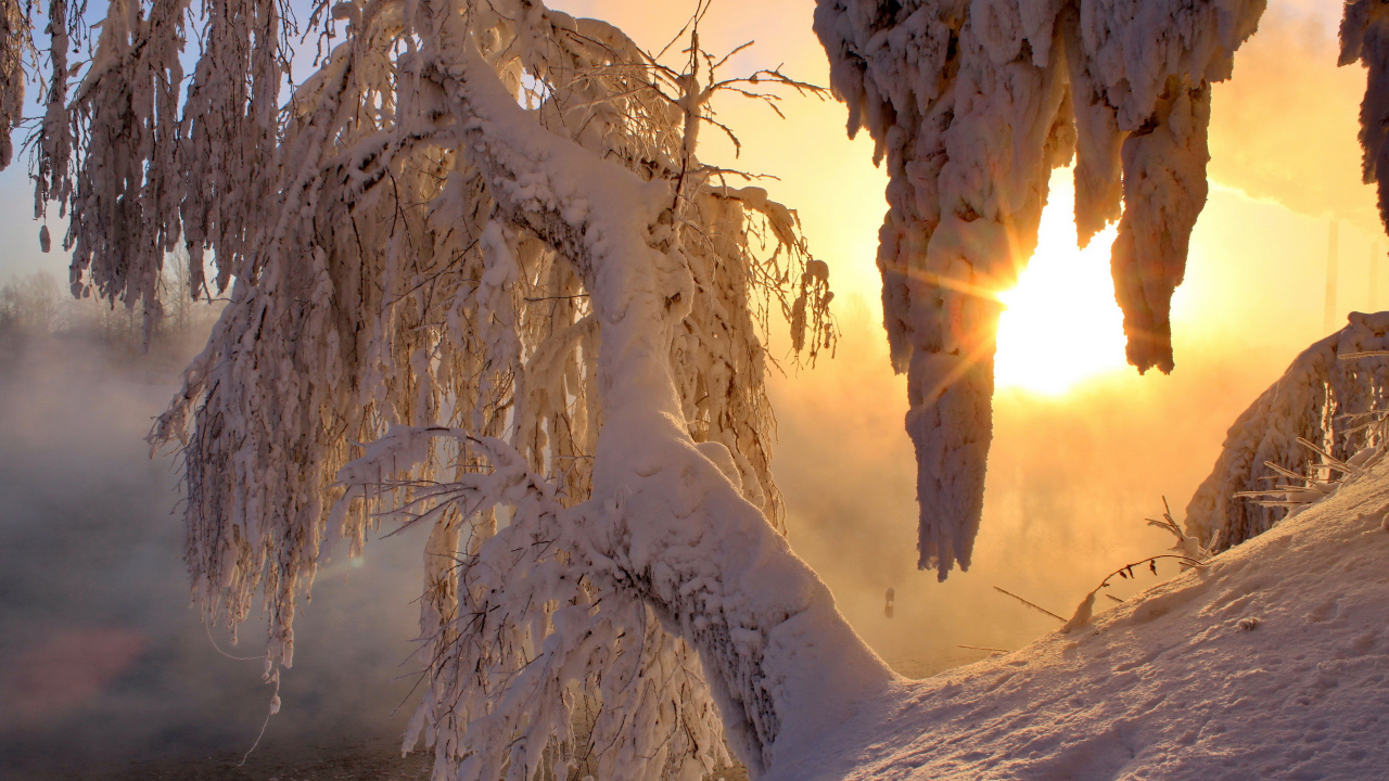 Обои зима, снег, сезон, замораживание, дерево в разрешении 1280x720