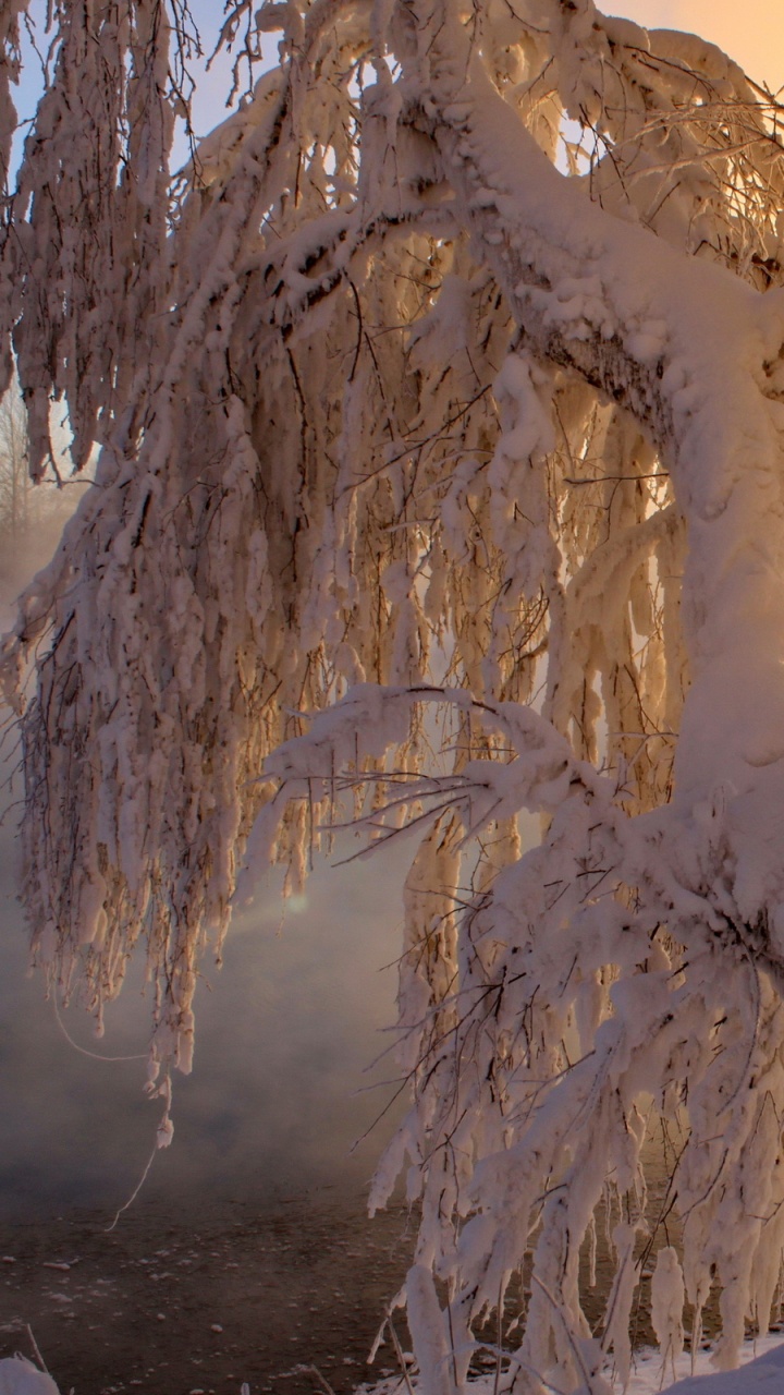 Обои зима, снег, сезон, замораживание, дерево в разрешении 720x1280