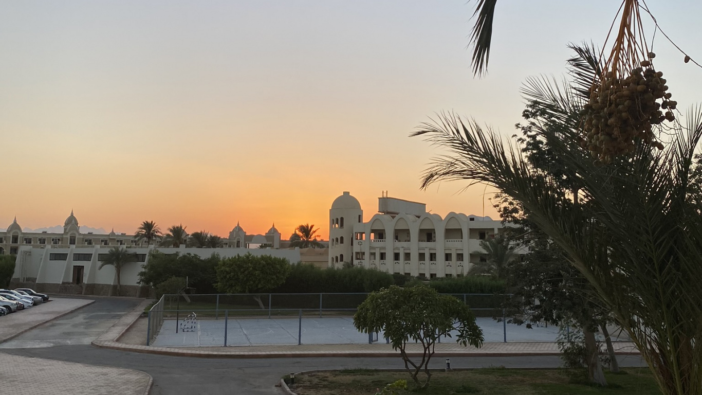 Обои вода, пальмовые рощи, биология, сумрак, древесные растения в разрешении 1366x768