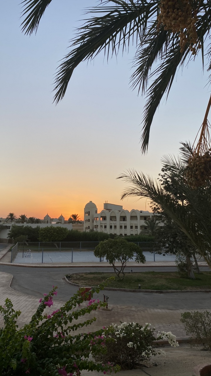 Обои вода, пальмовые рощи, биология, сумрак, древесные растения в разрешении 720x1280