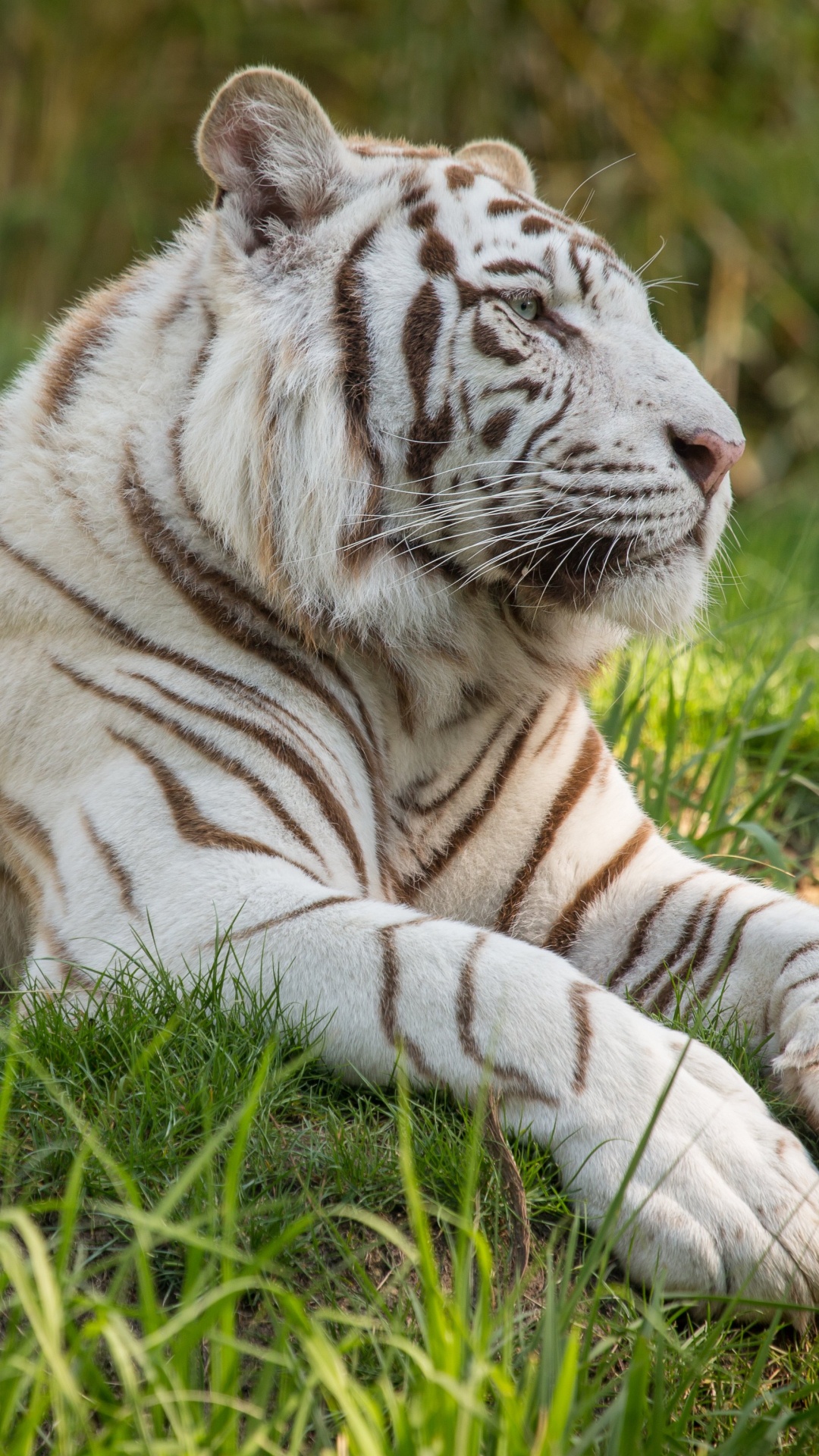 Обои профиль белый тигр, Белый тигр, бенгальский тигр, тигр, живая природа в разрешении 1080x1920