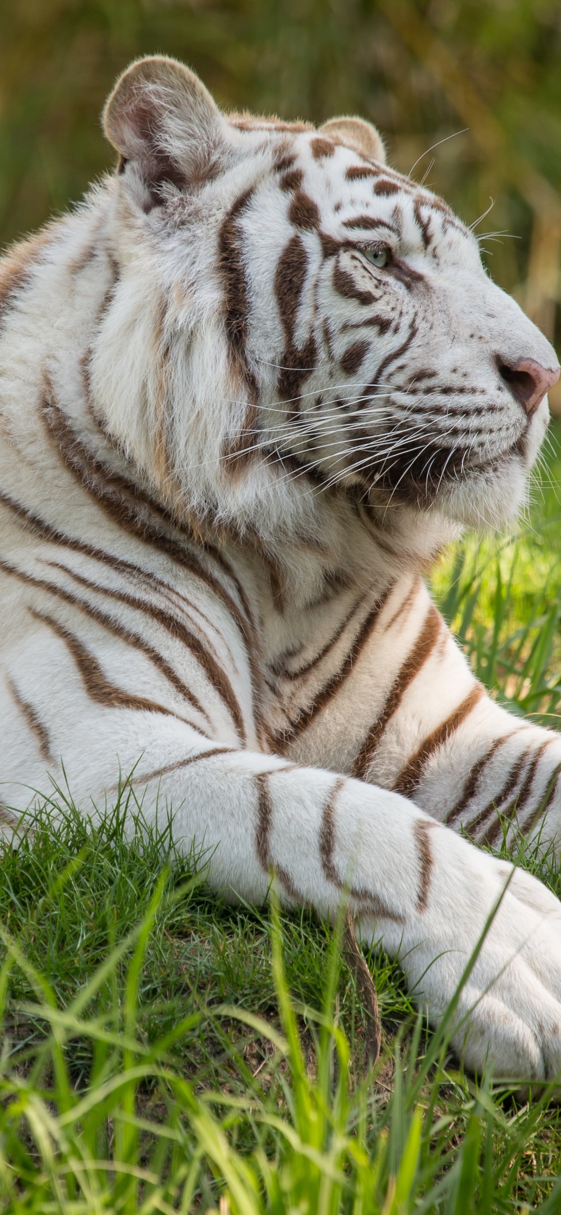 Обои профиль белый тигр, Белый тигр, бенгальский тигр, тигр, живая природа в разрешении 1125x2436