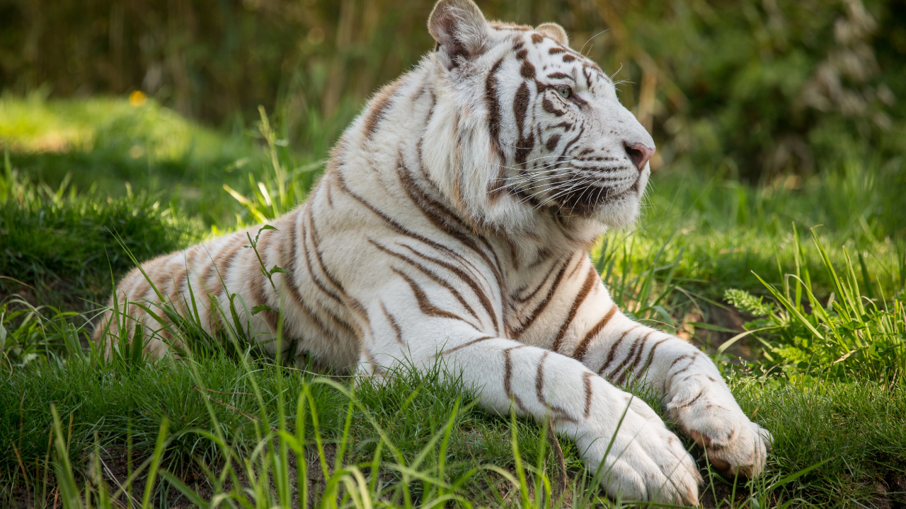 Обои профиль белый тигр, Белый тигр, бенгальский тигр, тигр, живая природа в разрешении 1280x720