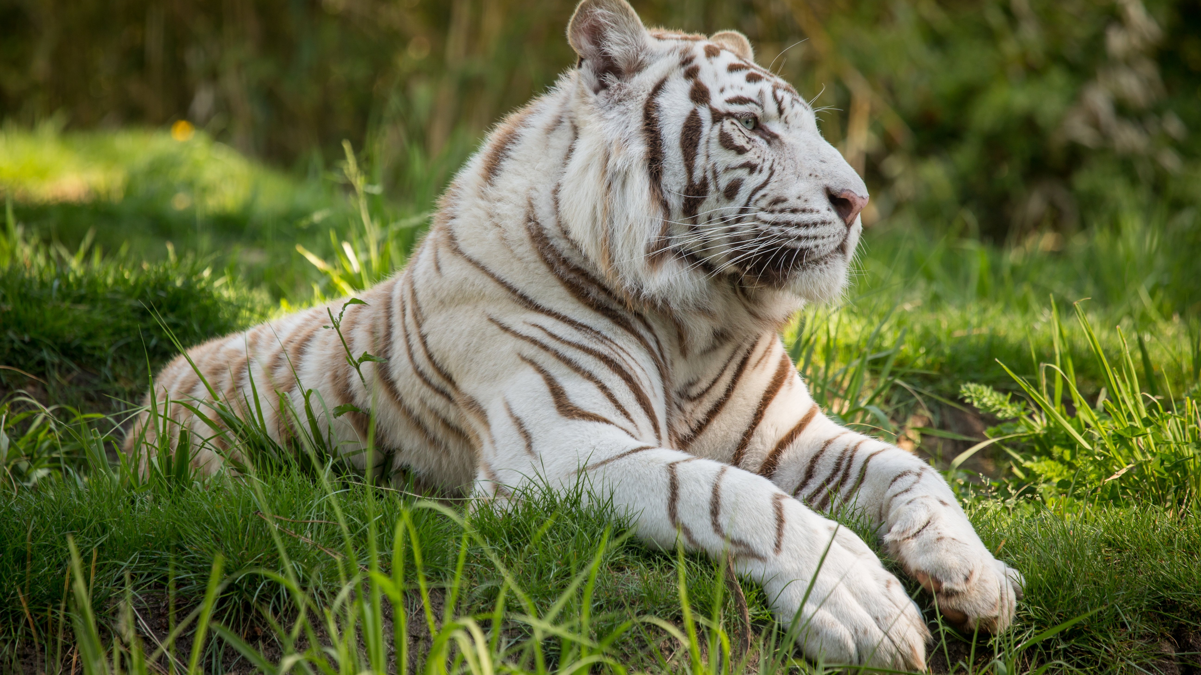 Обои профиль белый тигр, Белый тигр, бенгальский тигр, тигр, живая природа в разрешении 3840x2160