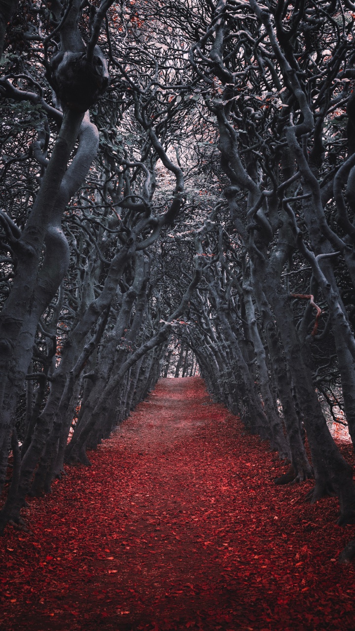 Обои дерево, красный цвет, природа, окружающая среда, лес в разрешении 720x1280