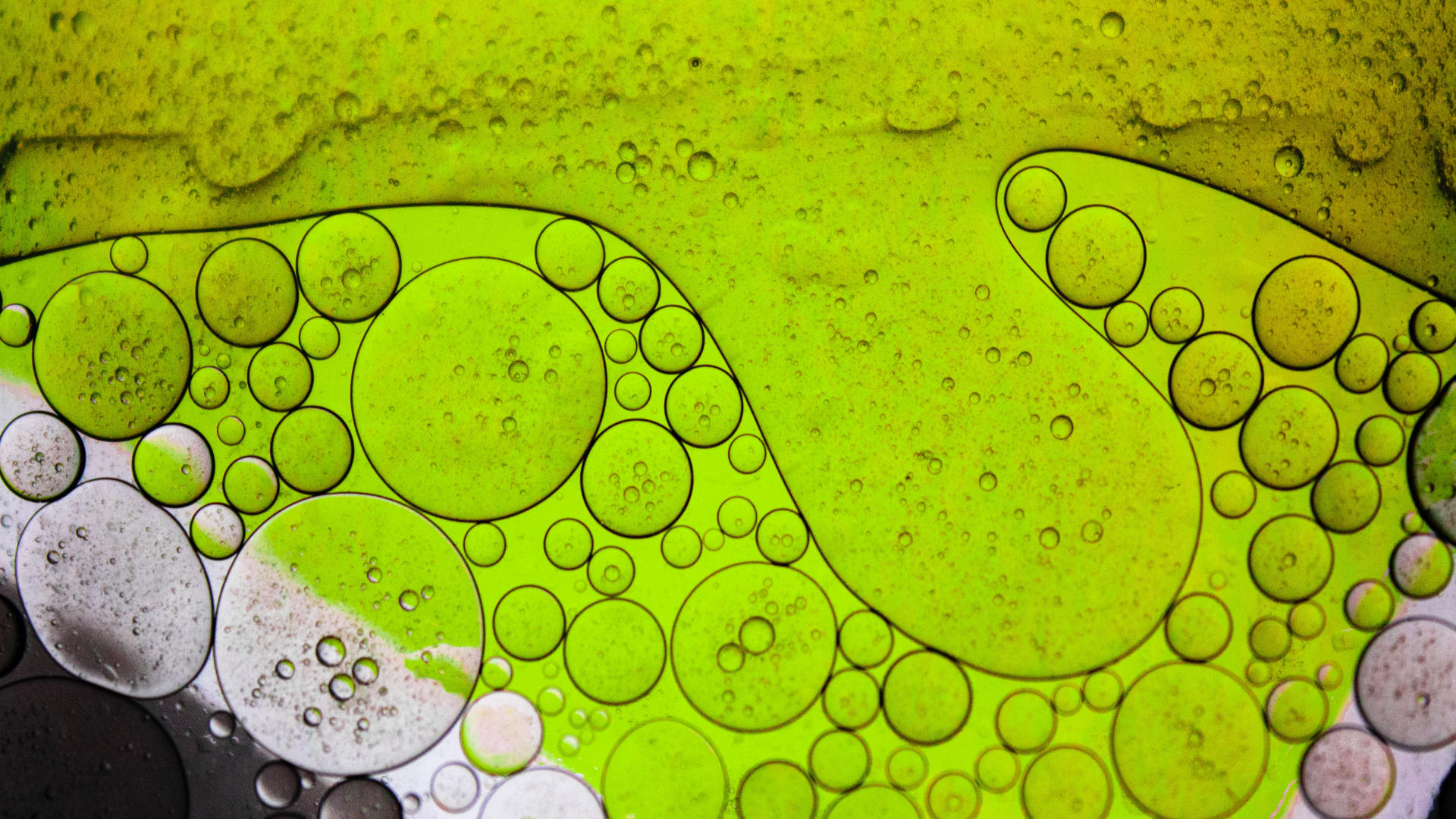 Обои лист, свет, вода, жидкий, зеленый в разрешении 1920x1080