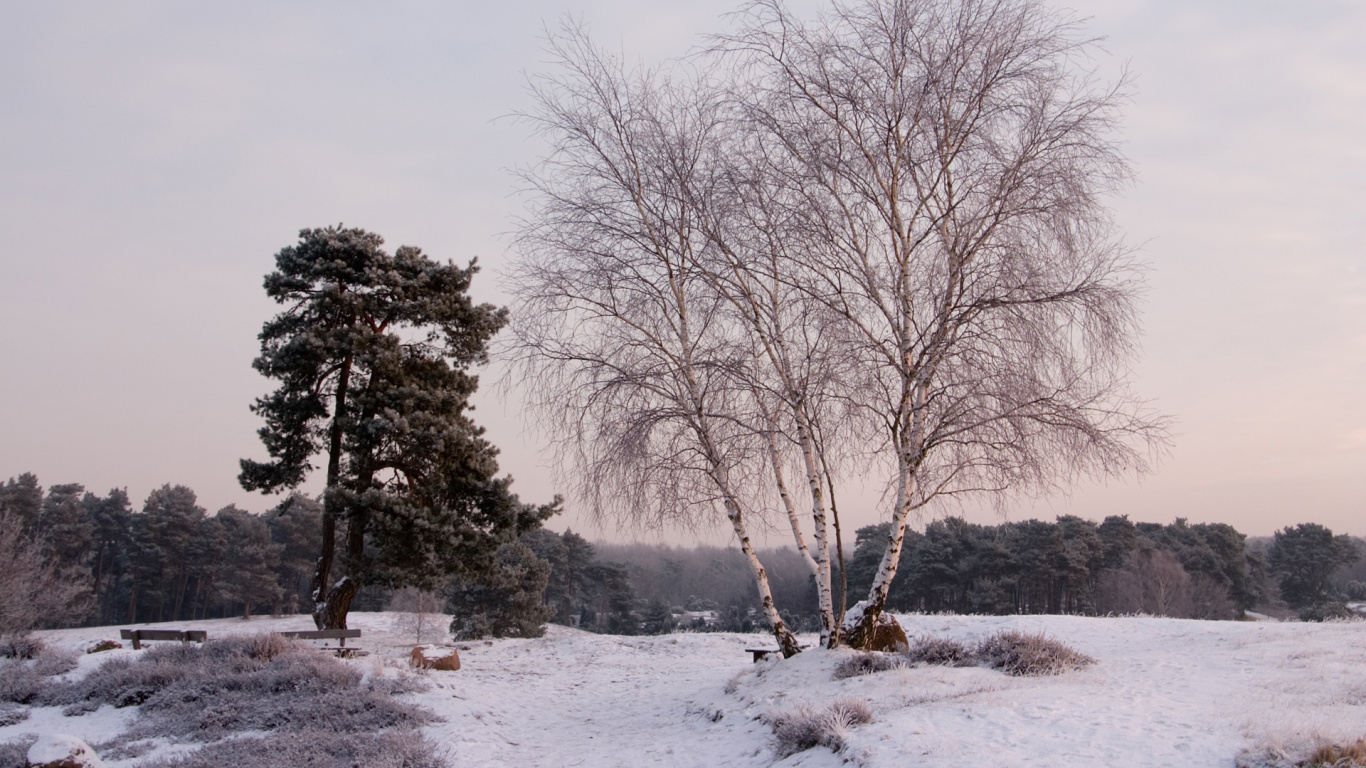Обои дерево, зима, снег, замораживание, мороз в разрешении 1366x768