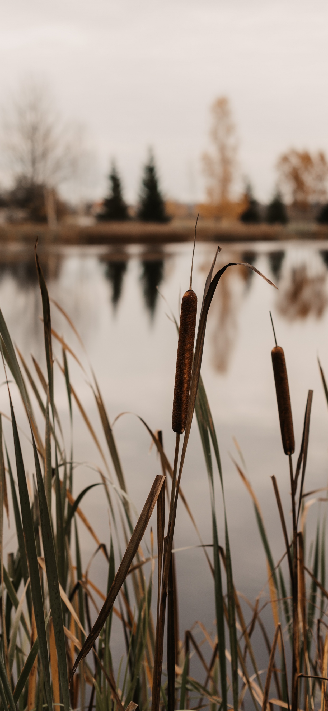 Обои болото, озеро, вода, дерево, семейство травы в разрешении 1242x2688