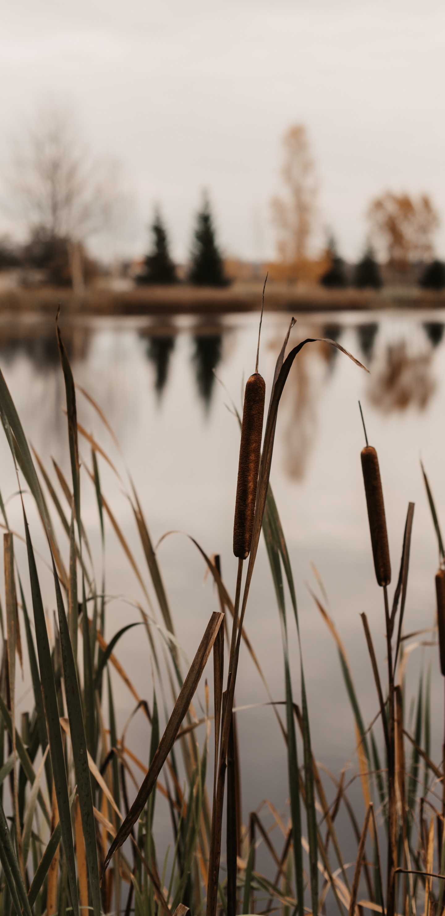 Обои болото, озеро, вода, дерево, семейство травы в разрешении 1440x2960