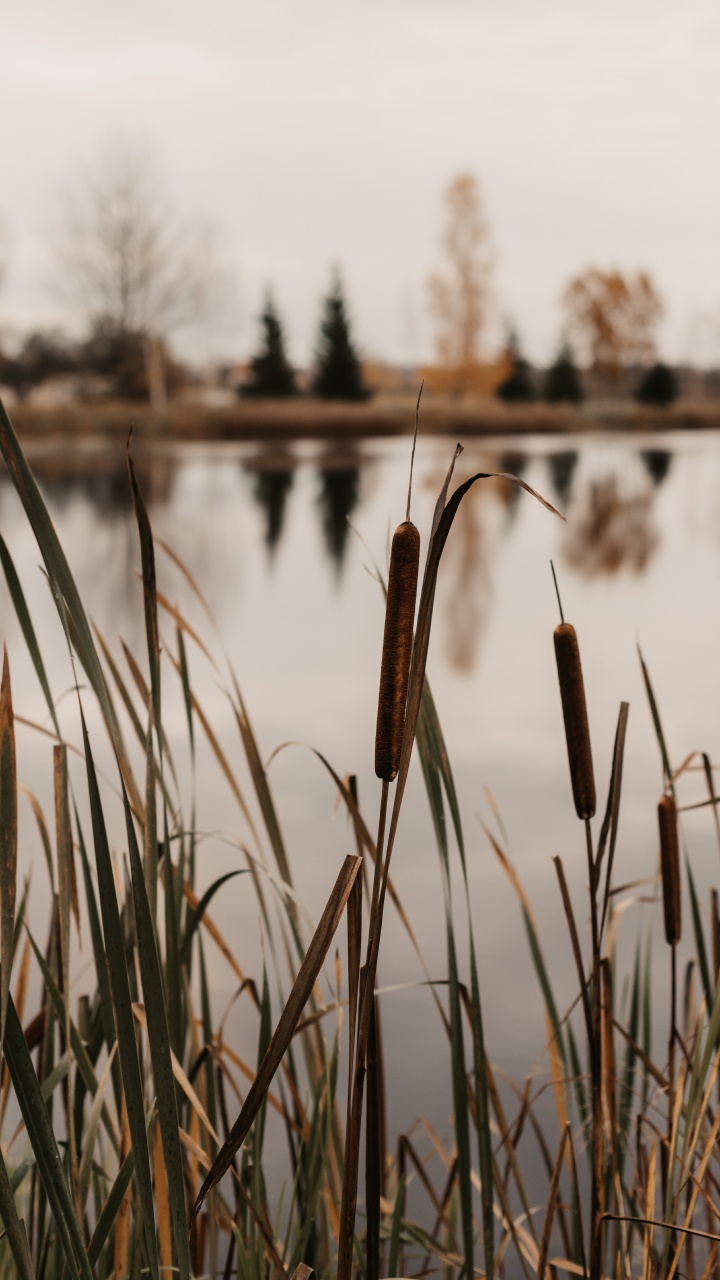 Обои болото, озеро, вода, дерево, семейство травы в разрешении 720x1280