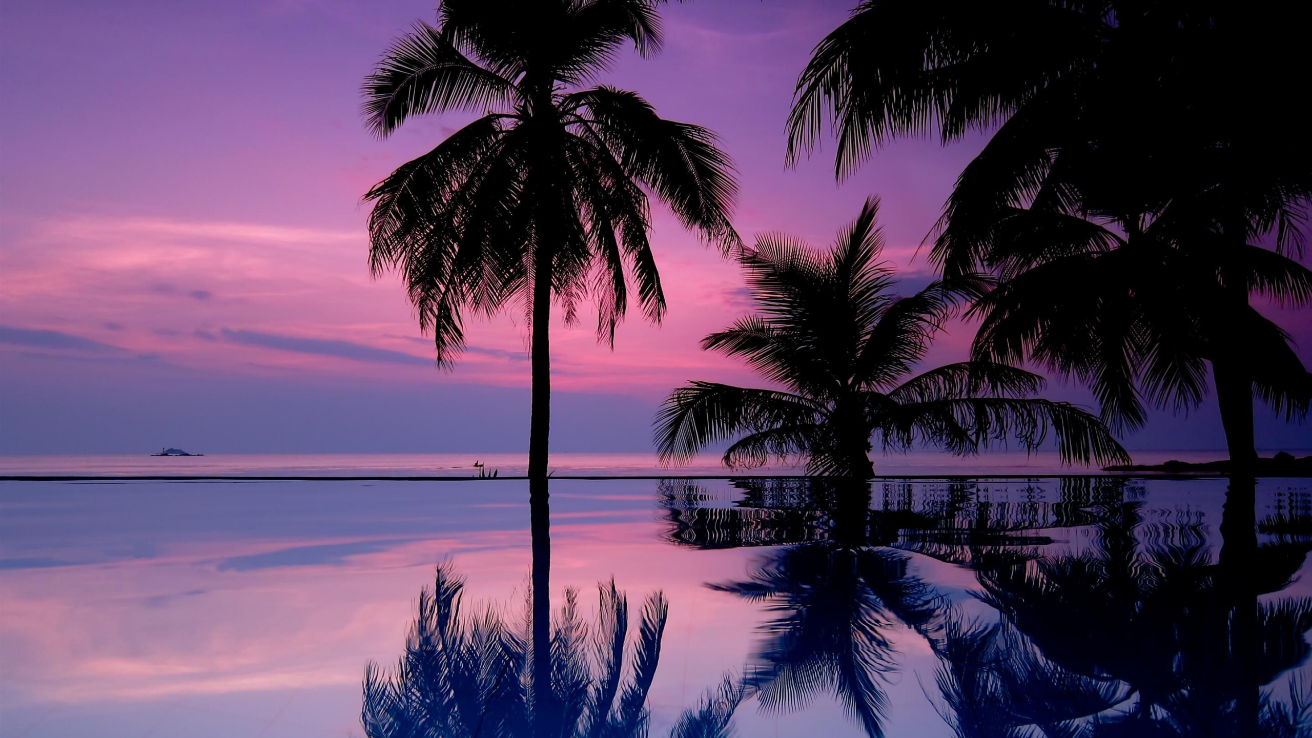 Обои Пальма, пальмовые рощи, природа, дерево, тропическая зона в разрешении 2560x1440