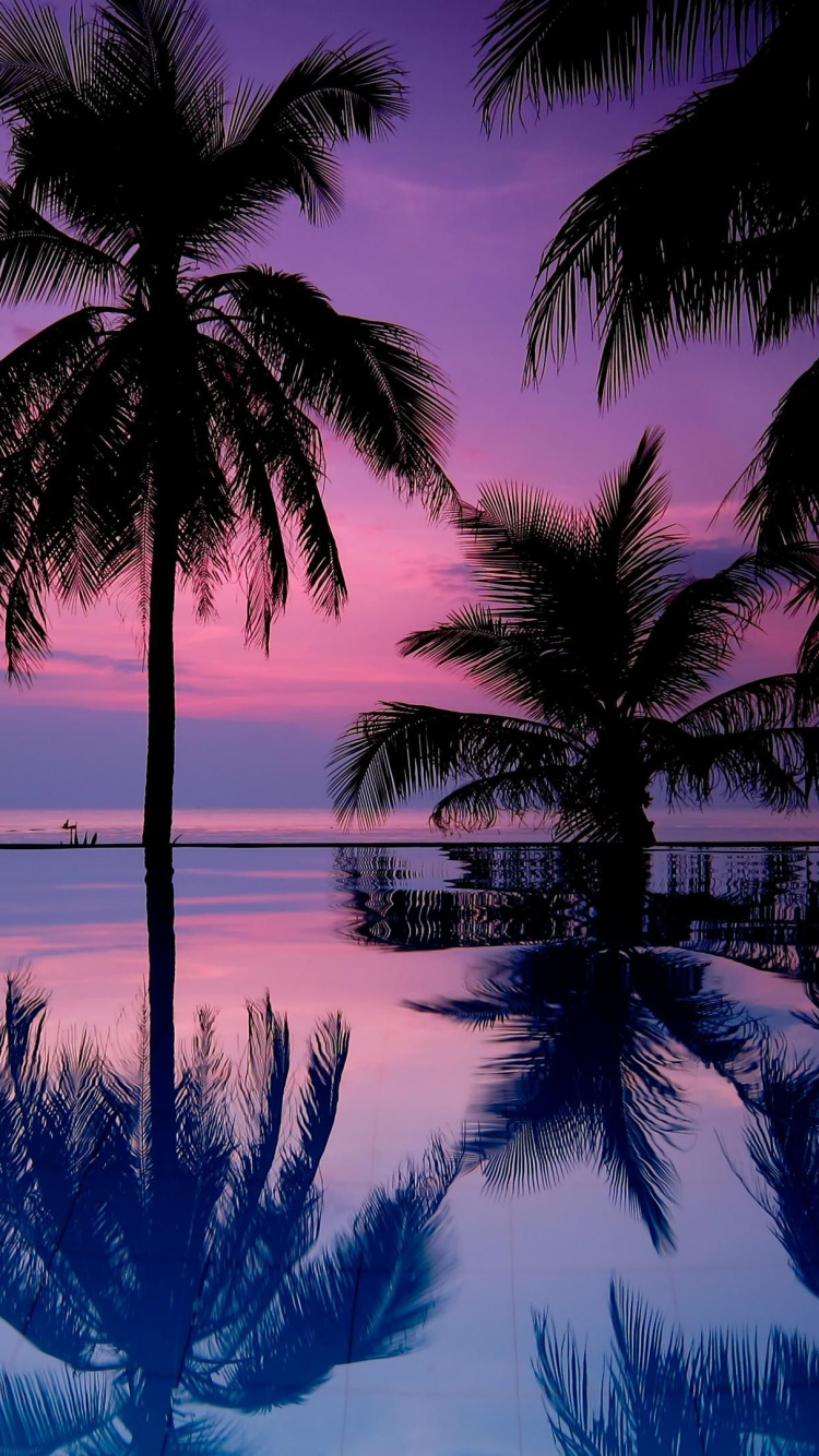 Обои Пальма, пальмовые рощи, природа, дерево, тропическая зона в разрешении 750x1334