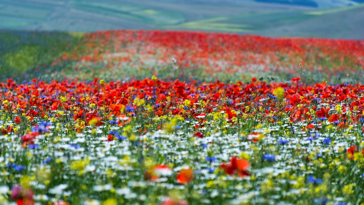 Обои цветок, поле, луг, полевой цветок, экорегион в разрешении 1280x720