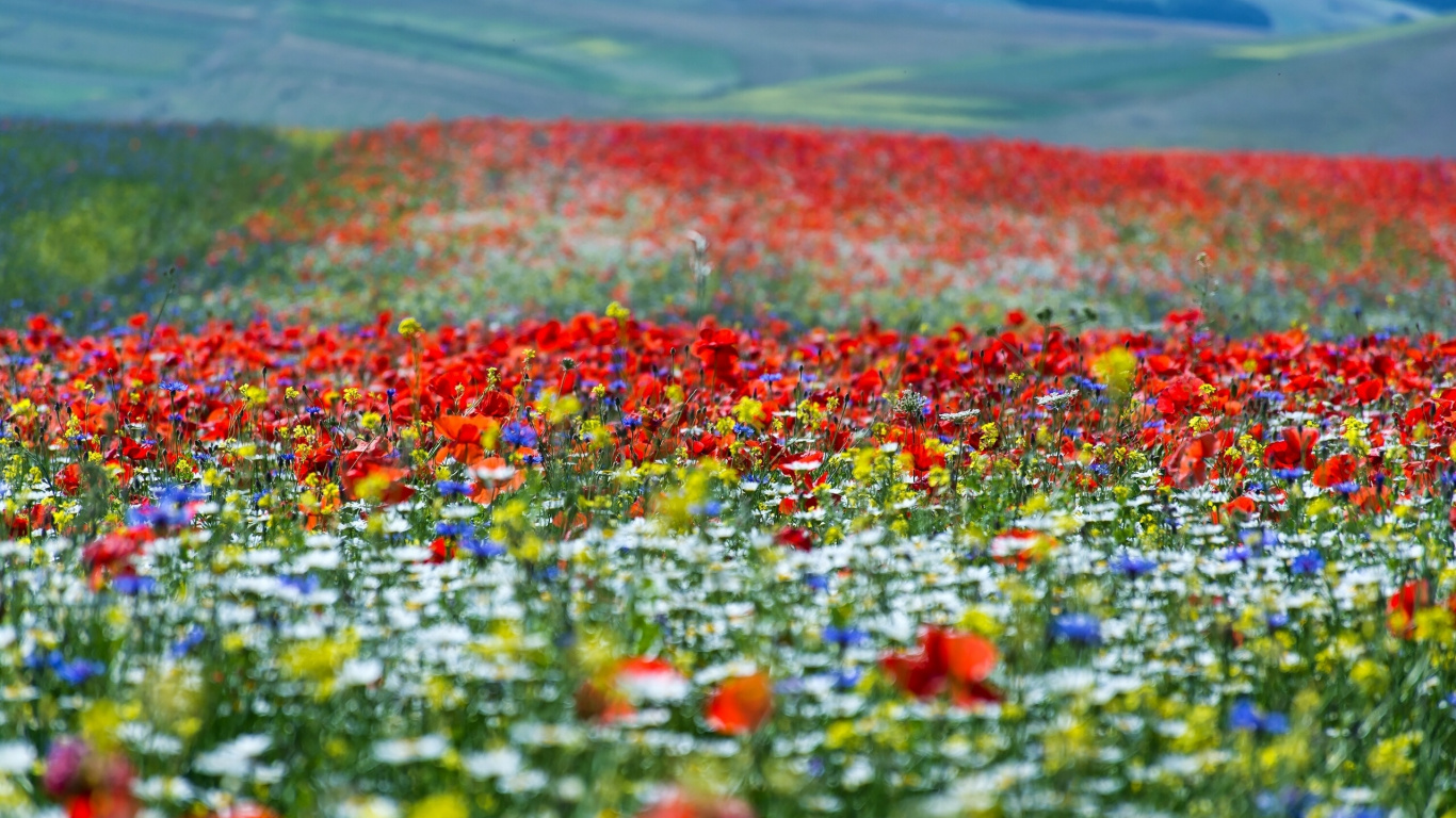 Обои цветок, поле, луг, полевой цветок, экорегион в разрешении 1366x768
