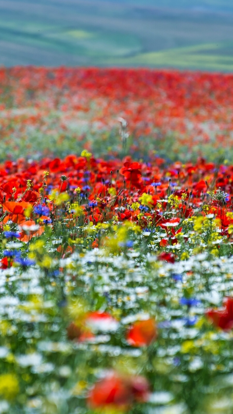 Обои цветок, поле, луг, полевой цветок, экорегион в разрешении 750x1334