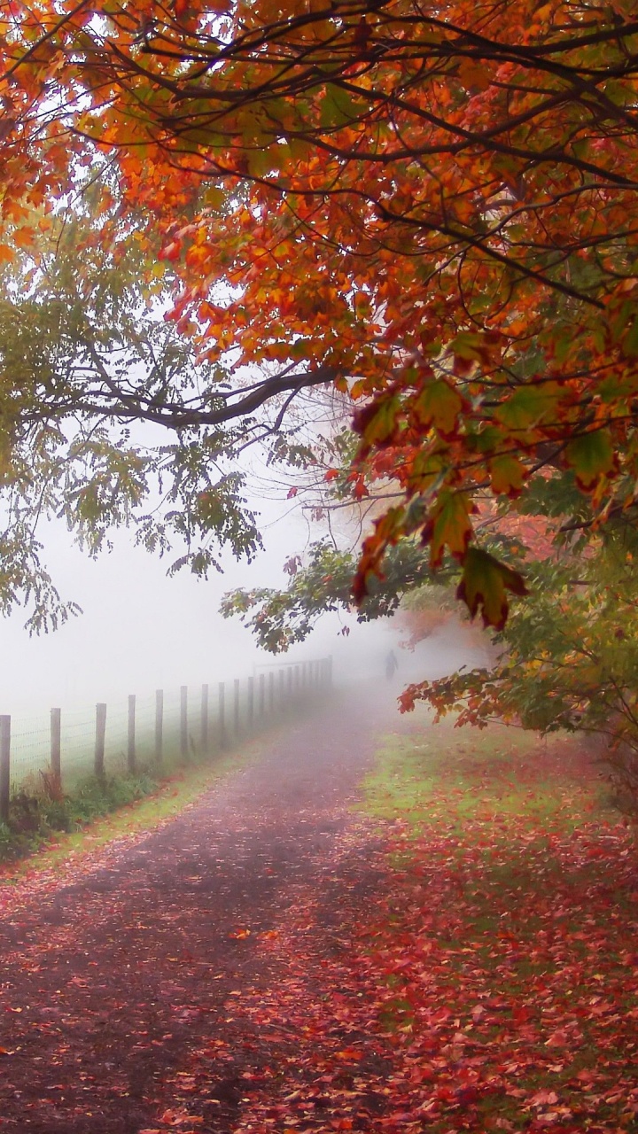 Обои осень, дерево, природа, лист, туман в разрешении 720x1280