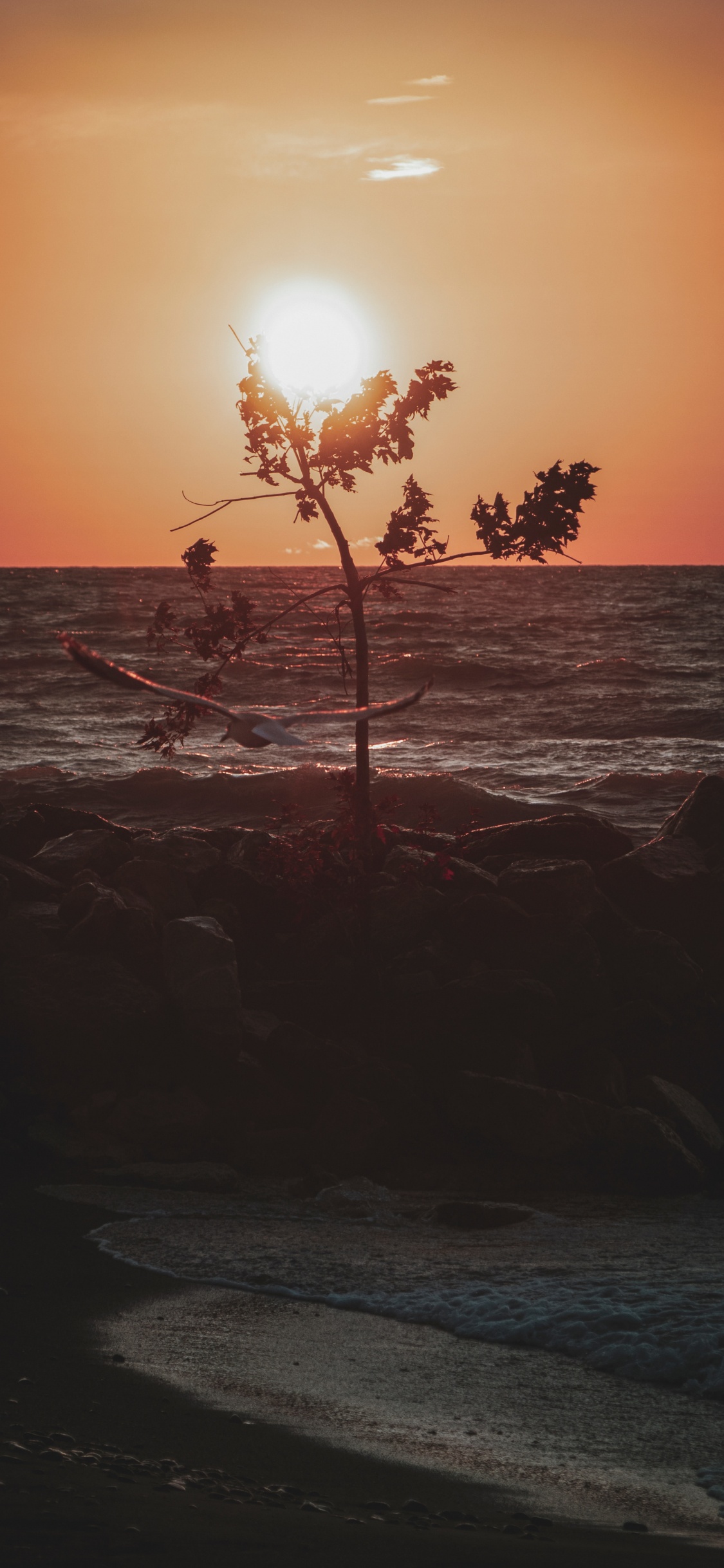 Обои закат, горизонт, море, океан, дерево в разрешении 1125x2436