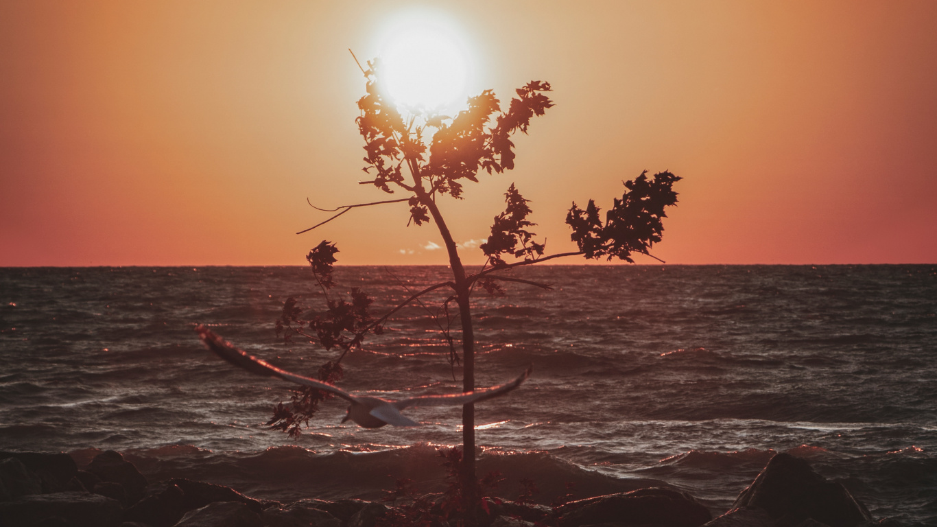 Обои закат, горизонт, море, океан, дерево в разрешении 1366x768