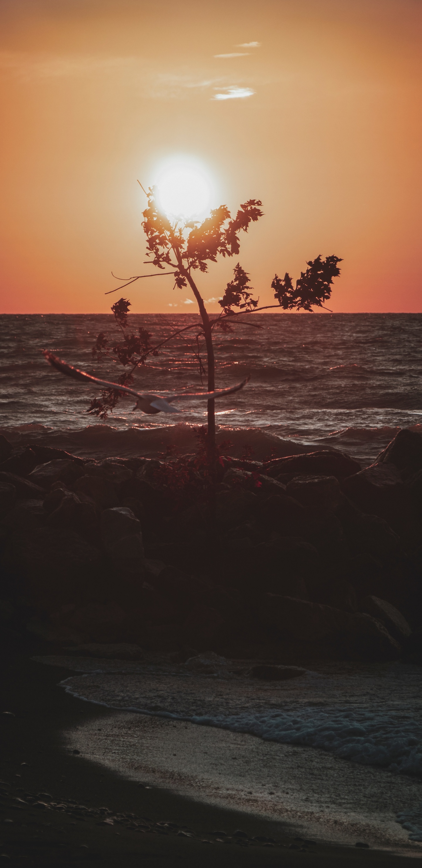 Обои закат, горизонт, море, океан, дерево в разрешении 1440x2960