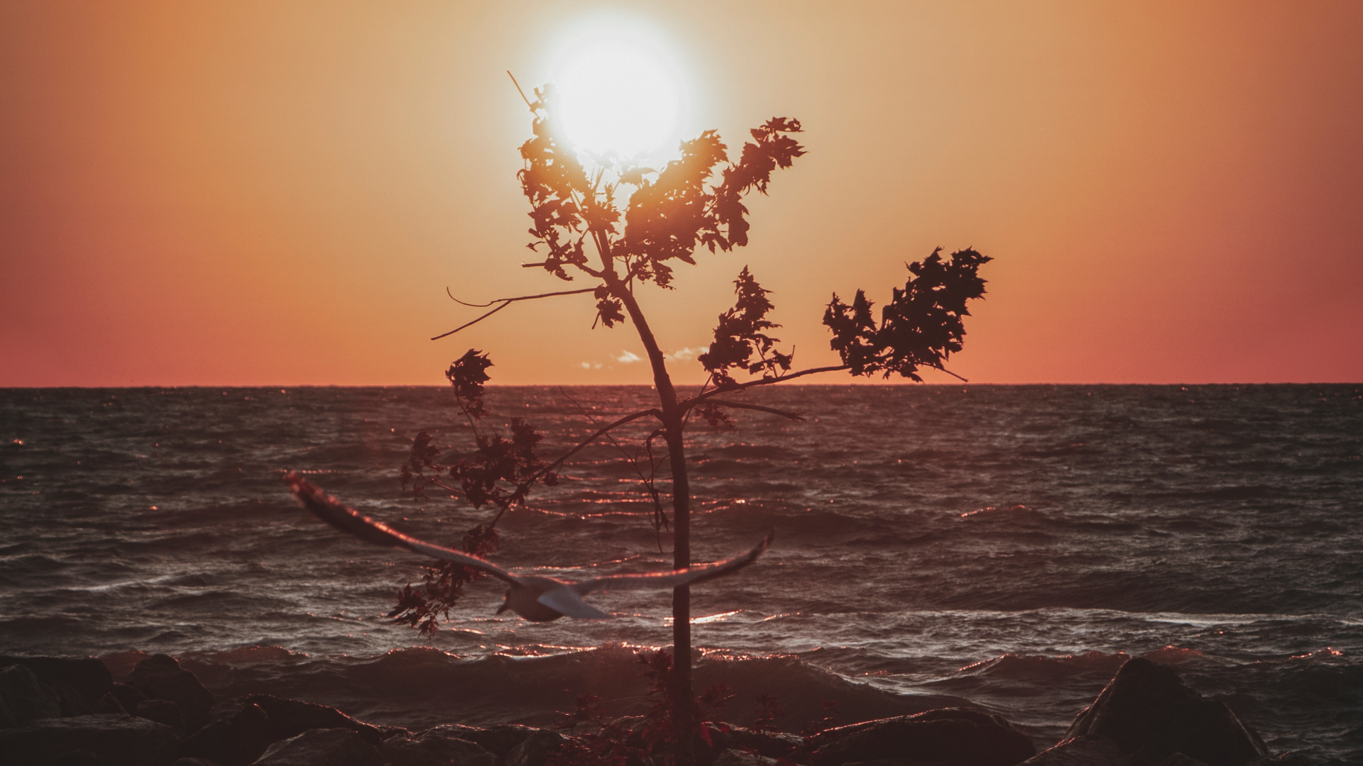 Обои закат, горизонт, море, океан, дерево в разрешении 1920x1080