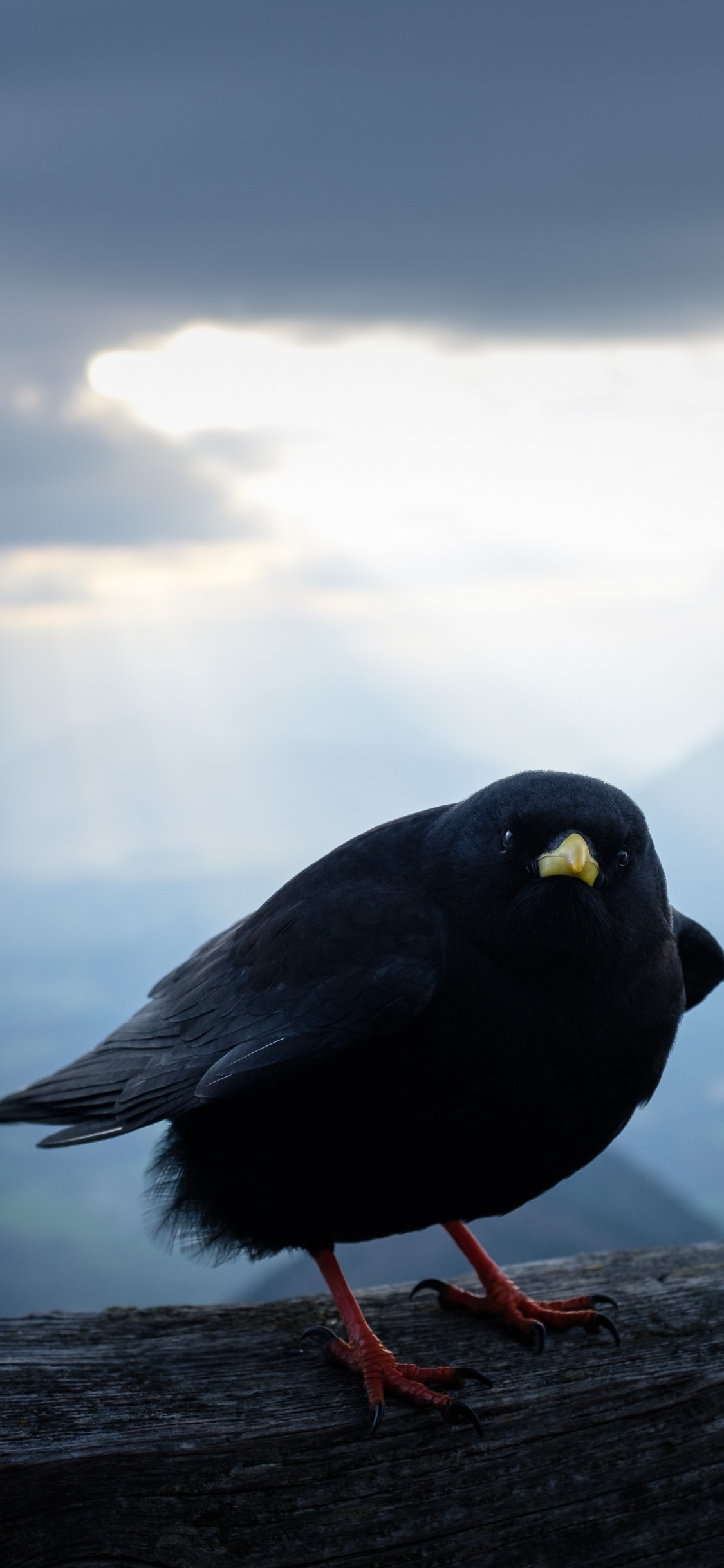 Обои облако, клюв, вода, птица, атмосфера в разрешении 1125x2436