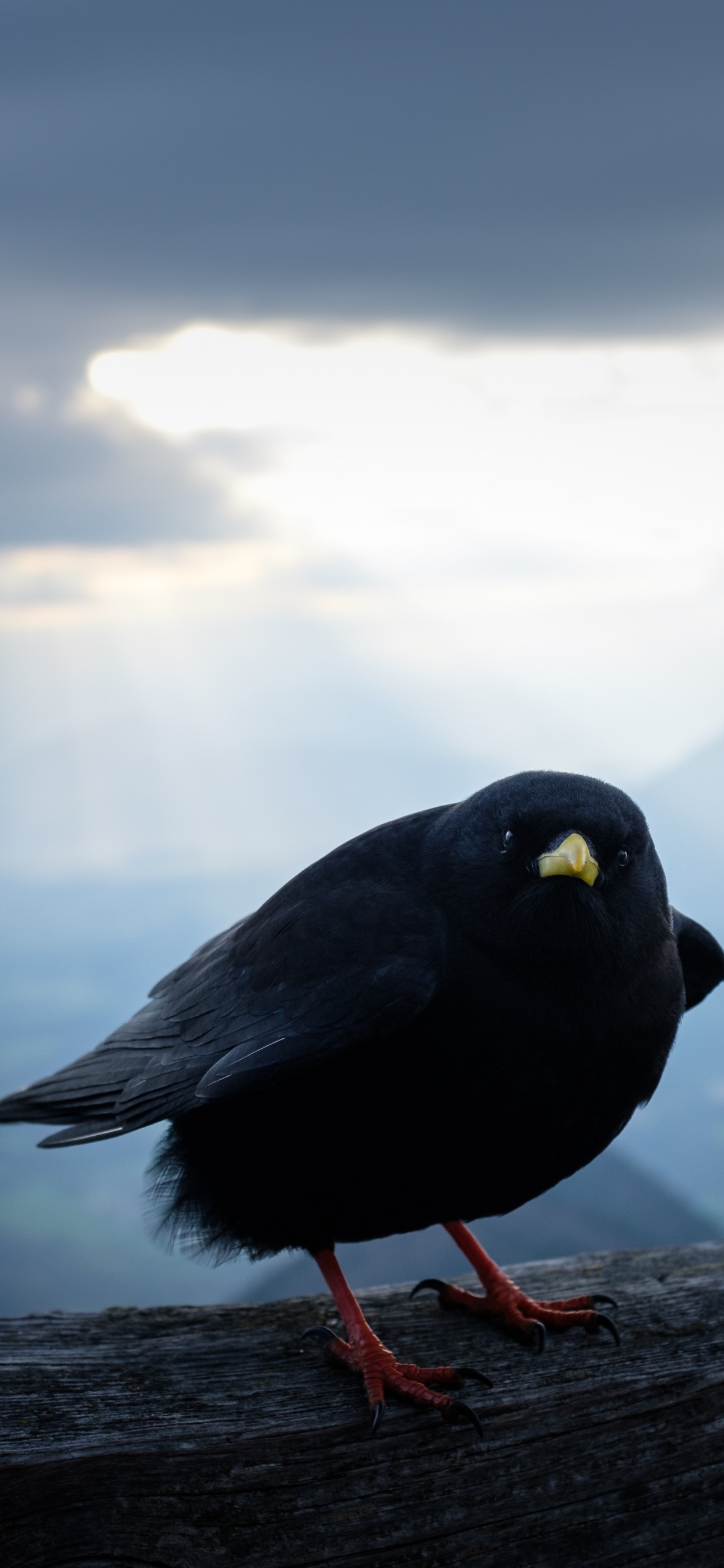 Обои облако, клюв, вода, птица, атмосфера в разрешении 1242x2688