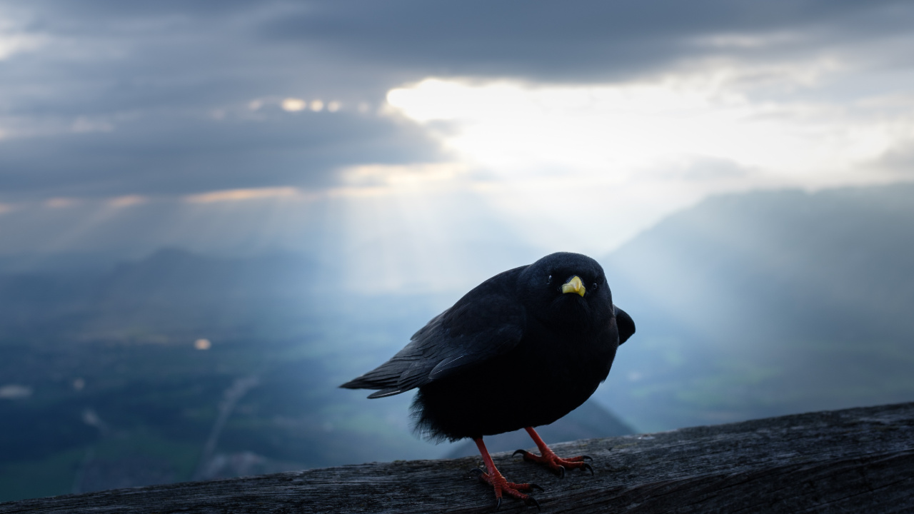 Обои облако, клюв, вода, птица, атмосфера в разрешении 1280x720