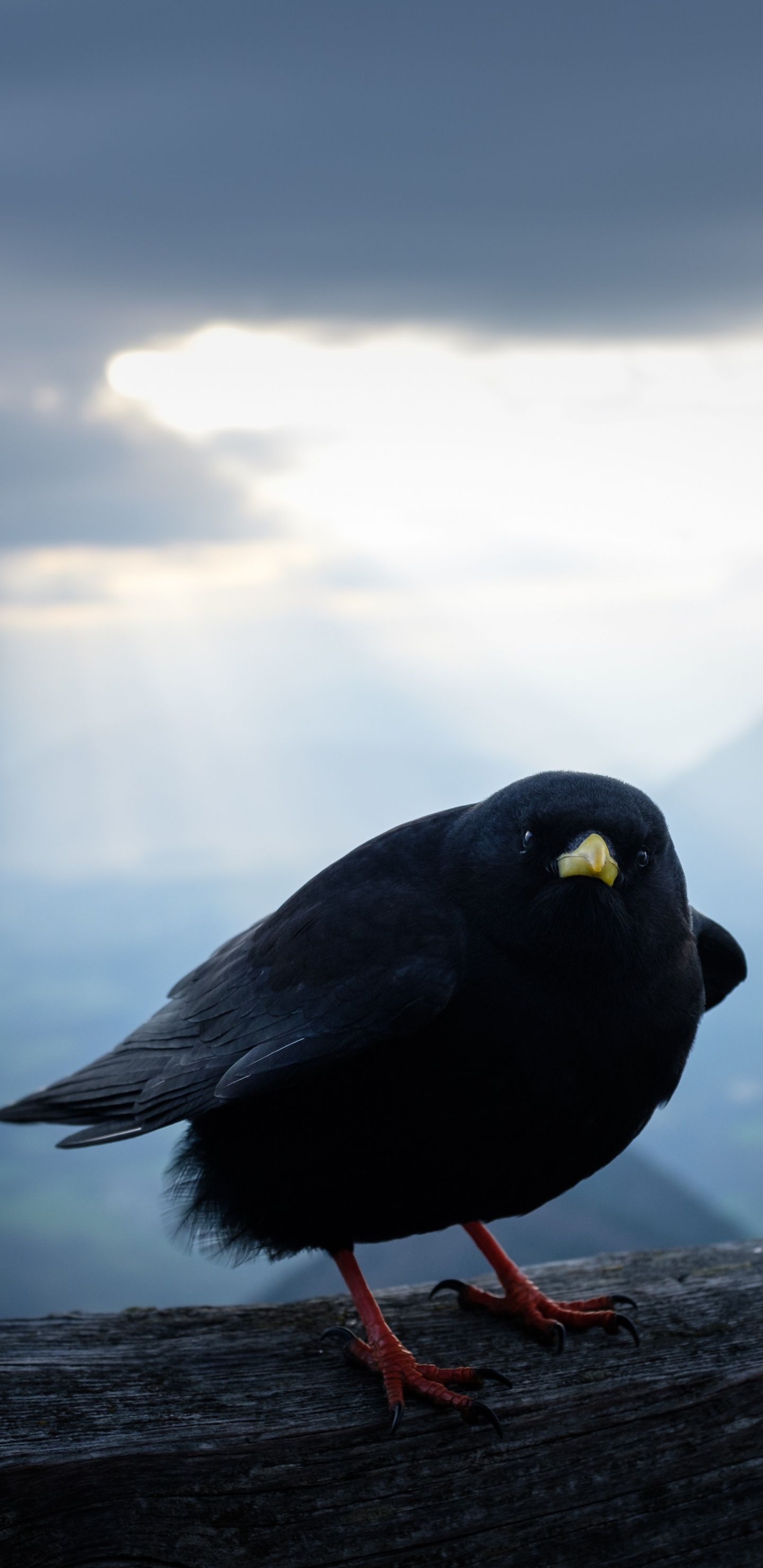 Обои облако, клюв, вода, птица, атмосфера в разрешении 1440x2960