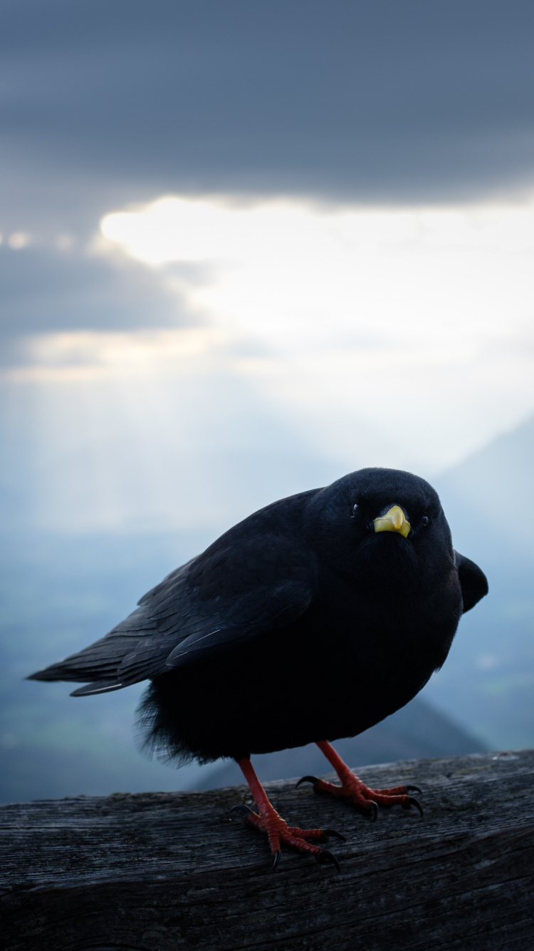 Обои облако, клюв, вода, птица, атмосфера в разрешении 750x1334