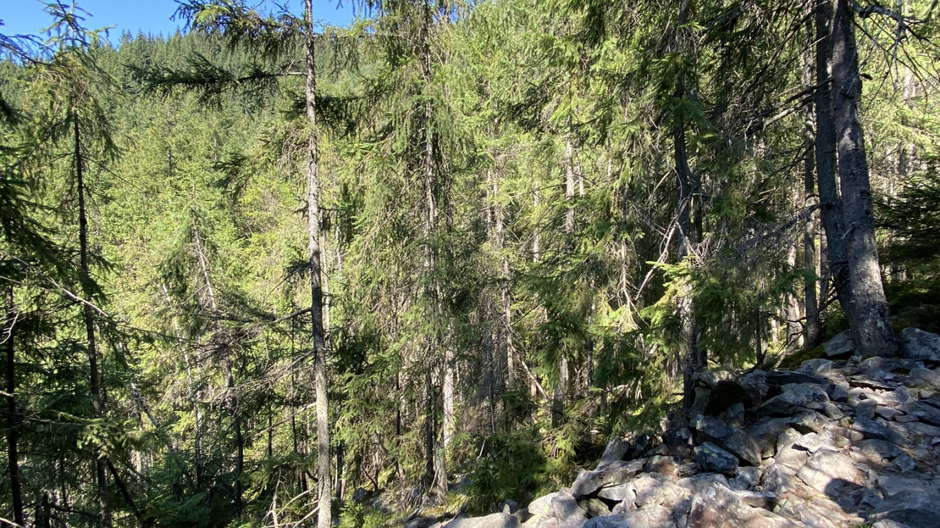 Обои дикая местность, окружающая среда, лес, рок, коренная порода в разрешении 1366x768