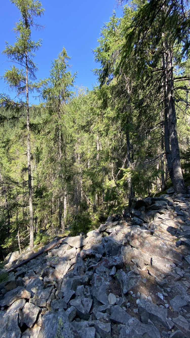 Обои дикая местность, окружающая среда, лес, рок, коренная порода в разрешении 750x1334