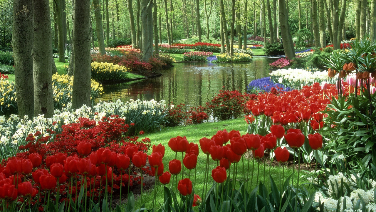 Обои сад, растение, весна, Ботанический сад, растительность в разрешении 1280x720