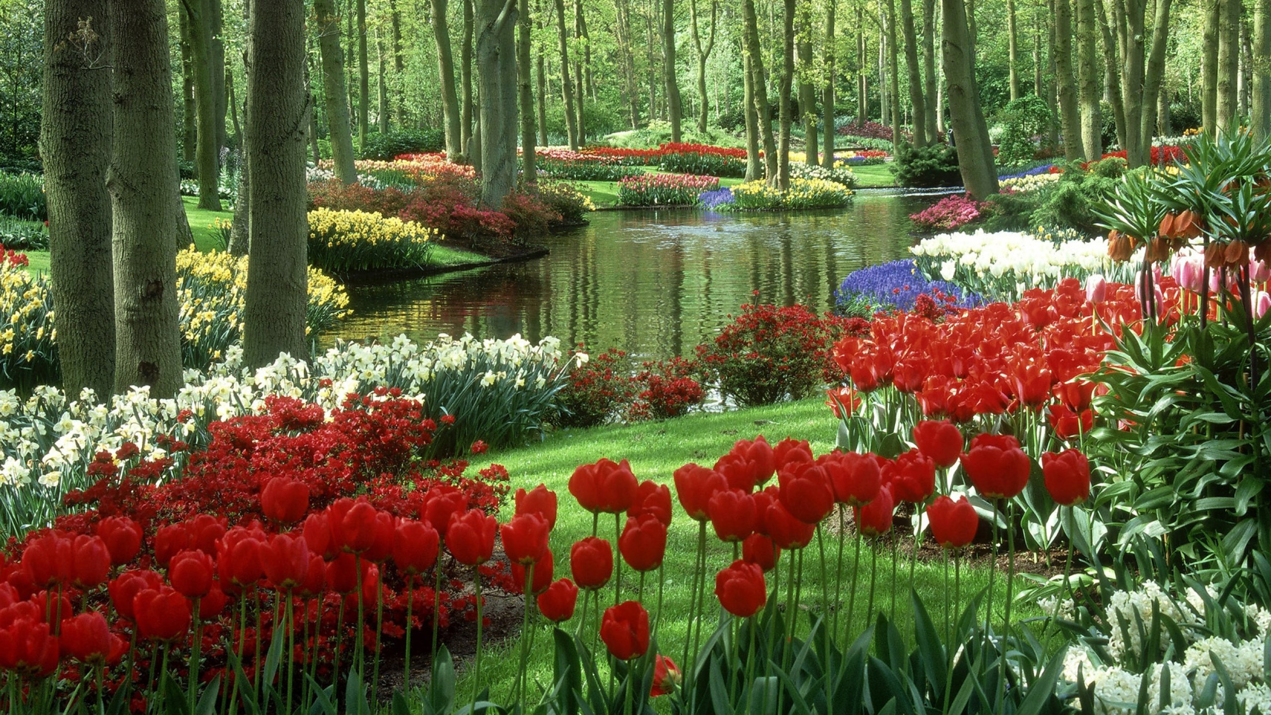 Обои сад, растение, весна, Ботанический сад, растительность в разрешении 2560x1440