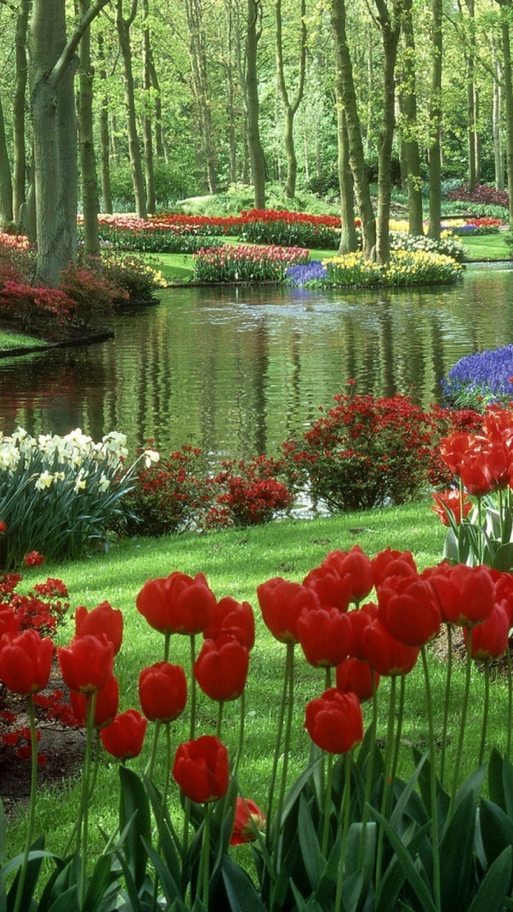 Обои сад, растение, весна, Ботанический сад, растительность в разрешении 720x1280
