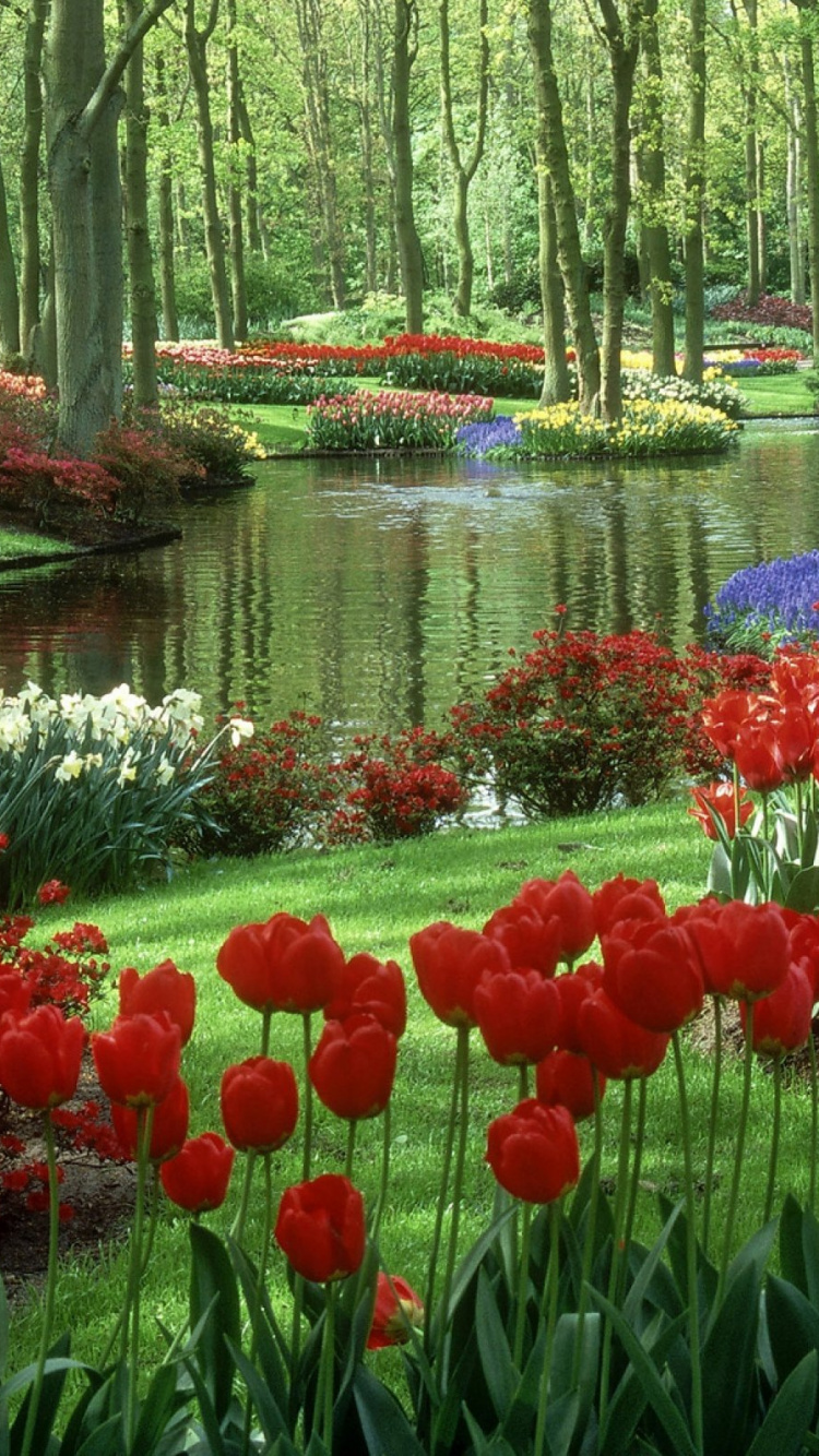 Обои сад, растение, весна, Ботанический сад, растительность в разрешении 750x1334