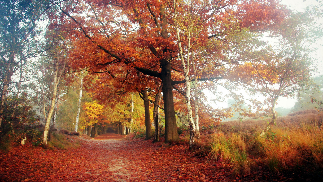Обои лист, дерево, природа, осень, лесистая местность в разрешении 1366x768