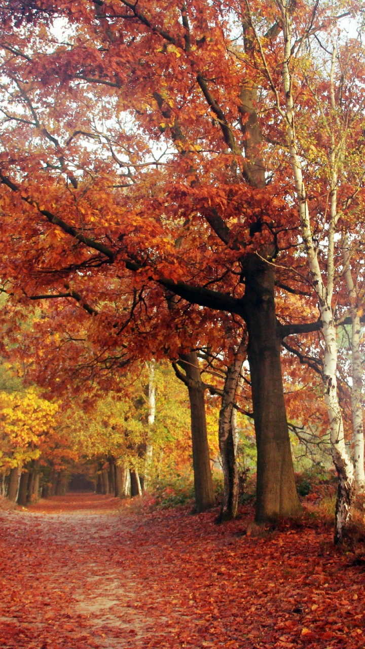 Обои лист, дерево, природа, осень, лесистая местность в разрешении 720x1280