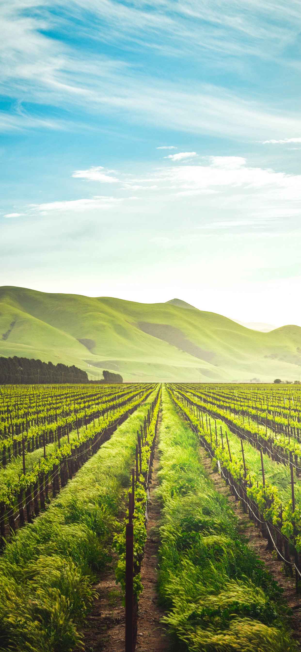 Обои сельское хозяйство, регенеративное сельское хозяйство, сельскохозяйственная земля, органическое земледелие, Ферма в разрешении 1242x2688